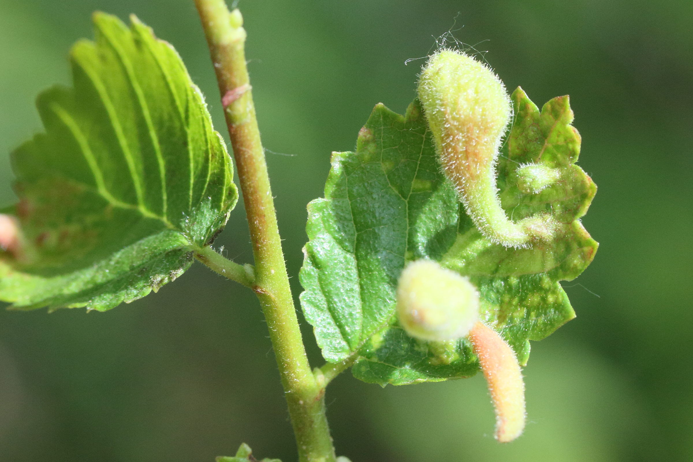 tetraneurella_alkinire_galle2md