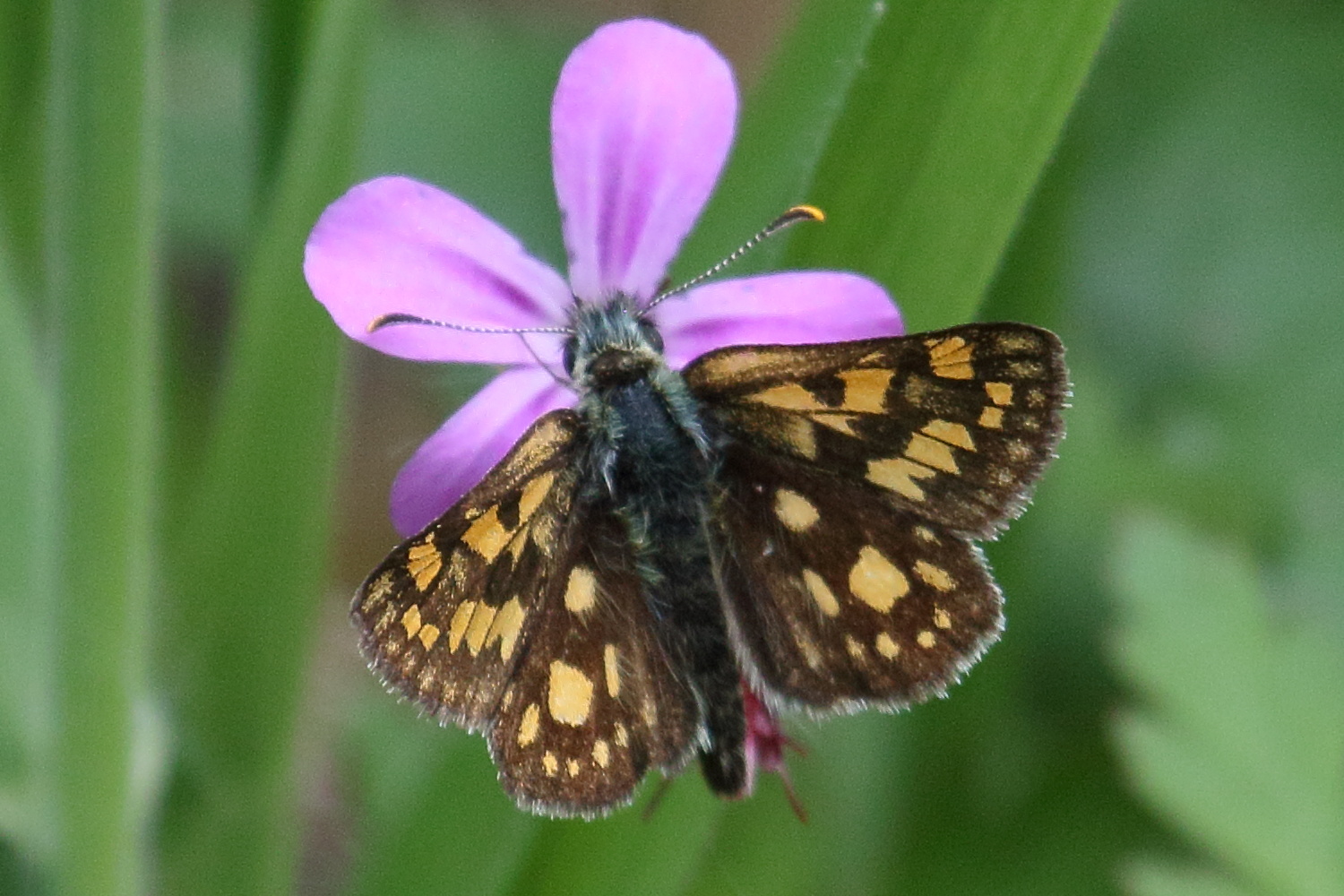 carterocephalus_palaemon3bd