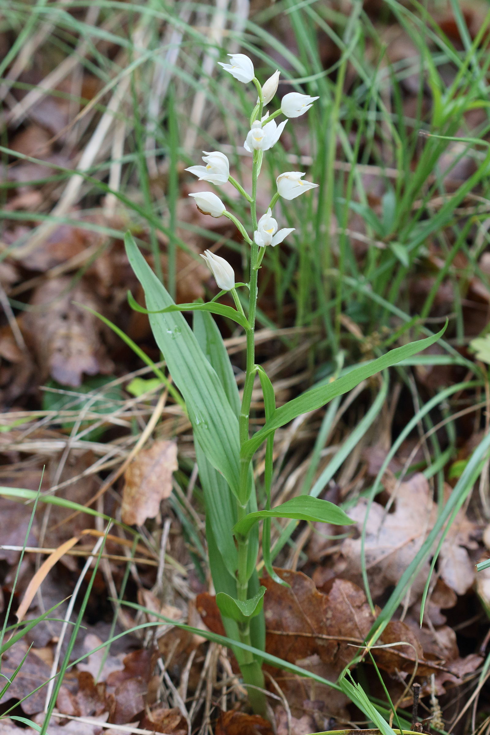 Afficher le média cephalanthera_longifolia3bd cephalanthera_longifolia3bd