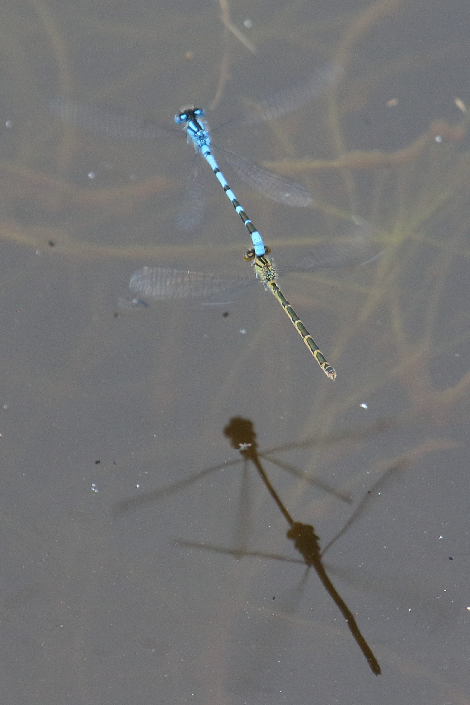 ennalagma_cyathygerum10bd