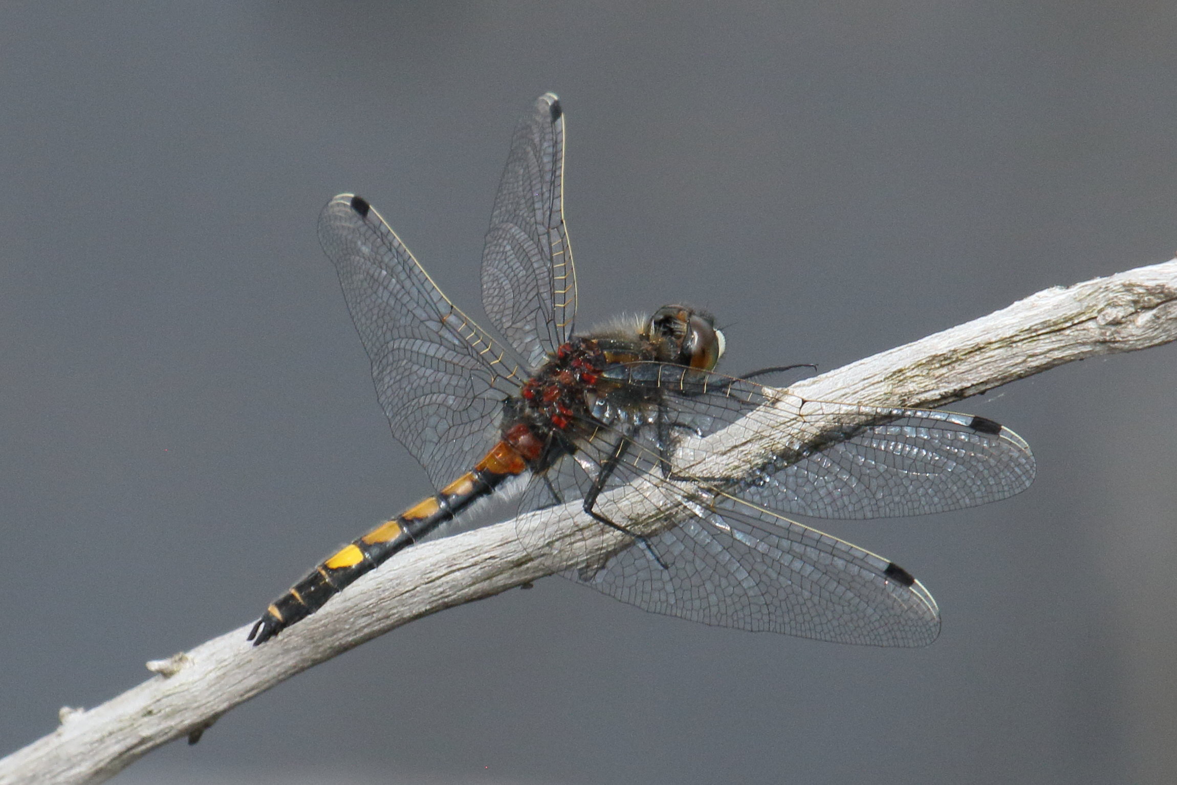leucorrhinia_pectoralis1bd