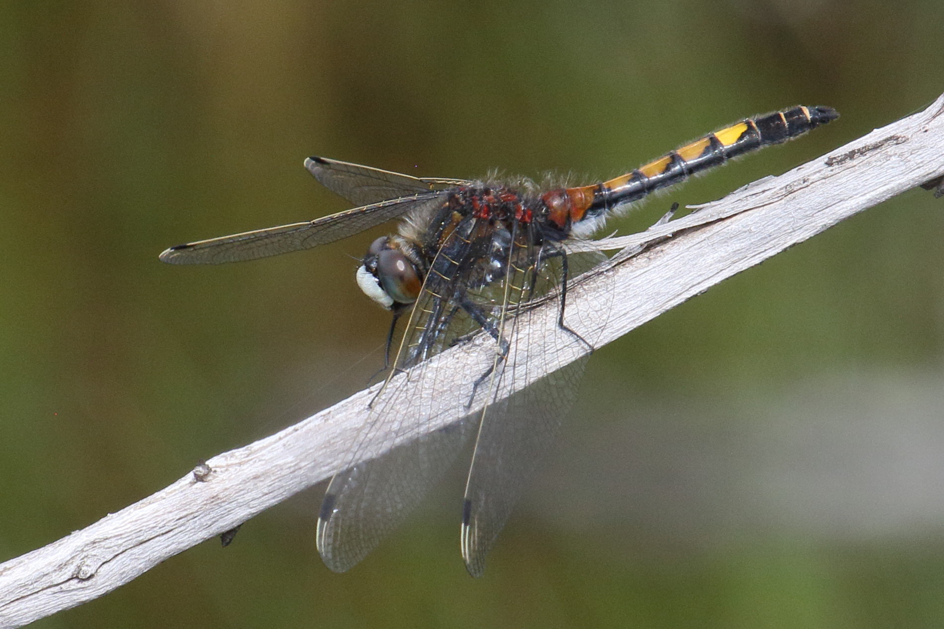 leucorrhinia_pectoralis2bd