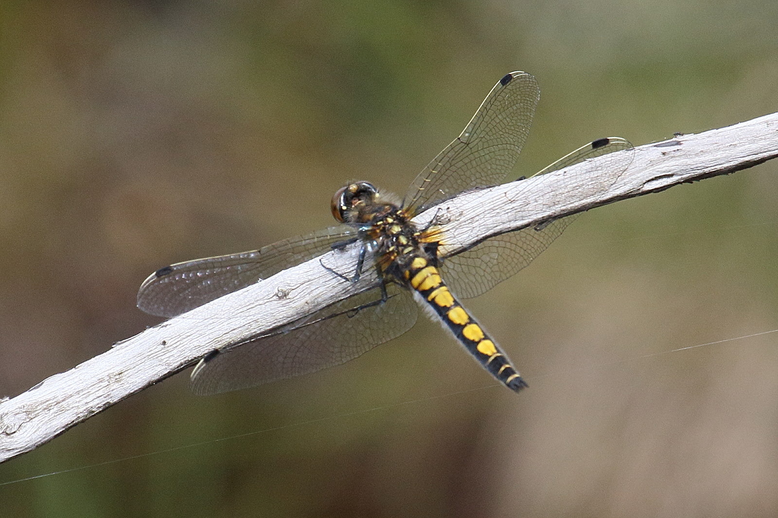 leucorrhinia_pectoralis3bd