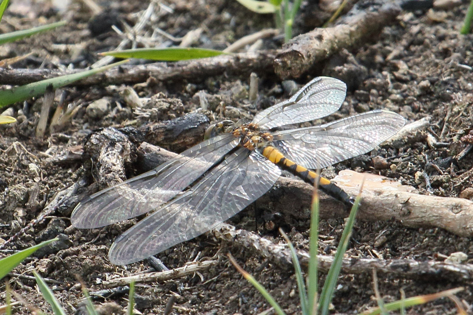 leucorrhinia_pectoralis4bd
