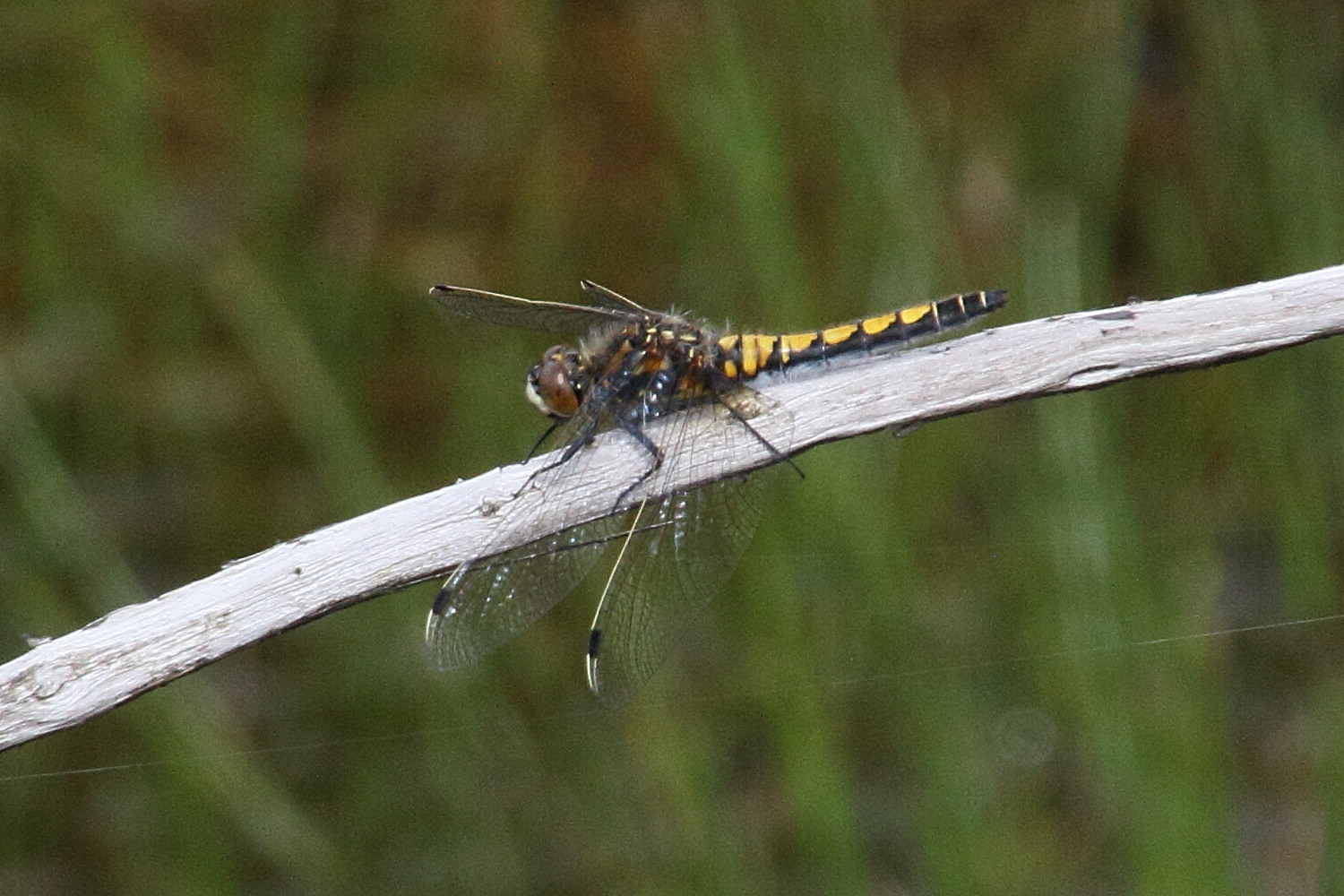 leucorrhinia_pectoralis5md