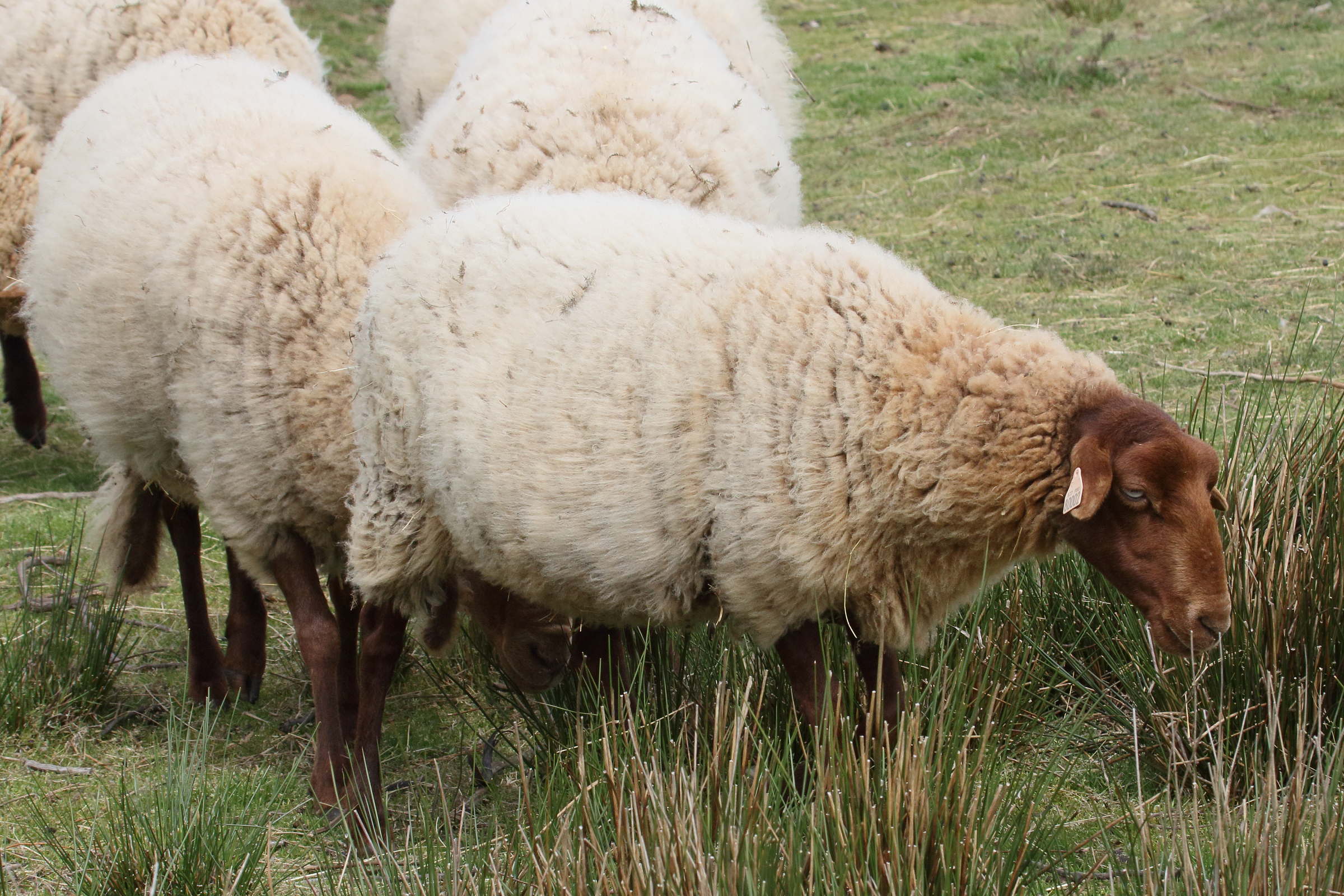 ovis_aries_solognote1bd