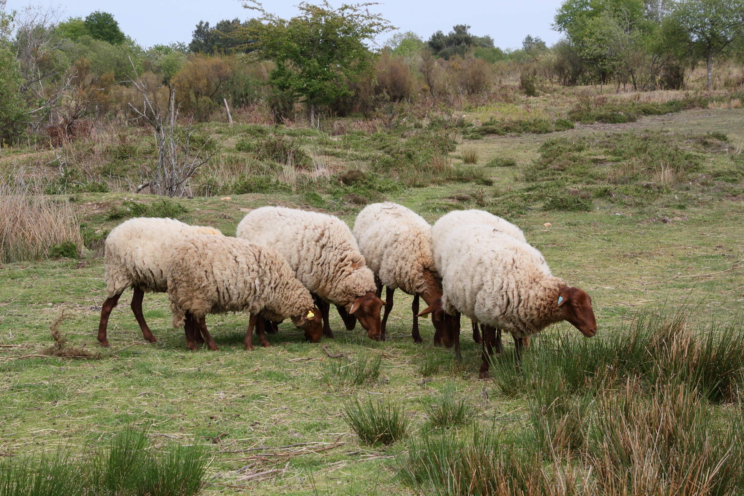 ovis_aries_solognote2md