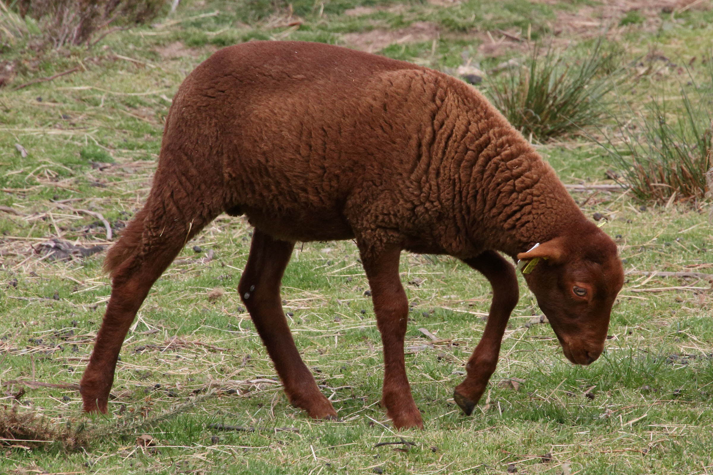 ovis_aries_solognote3md