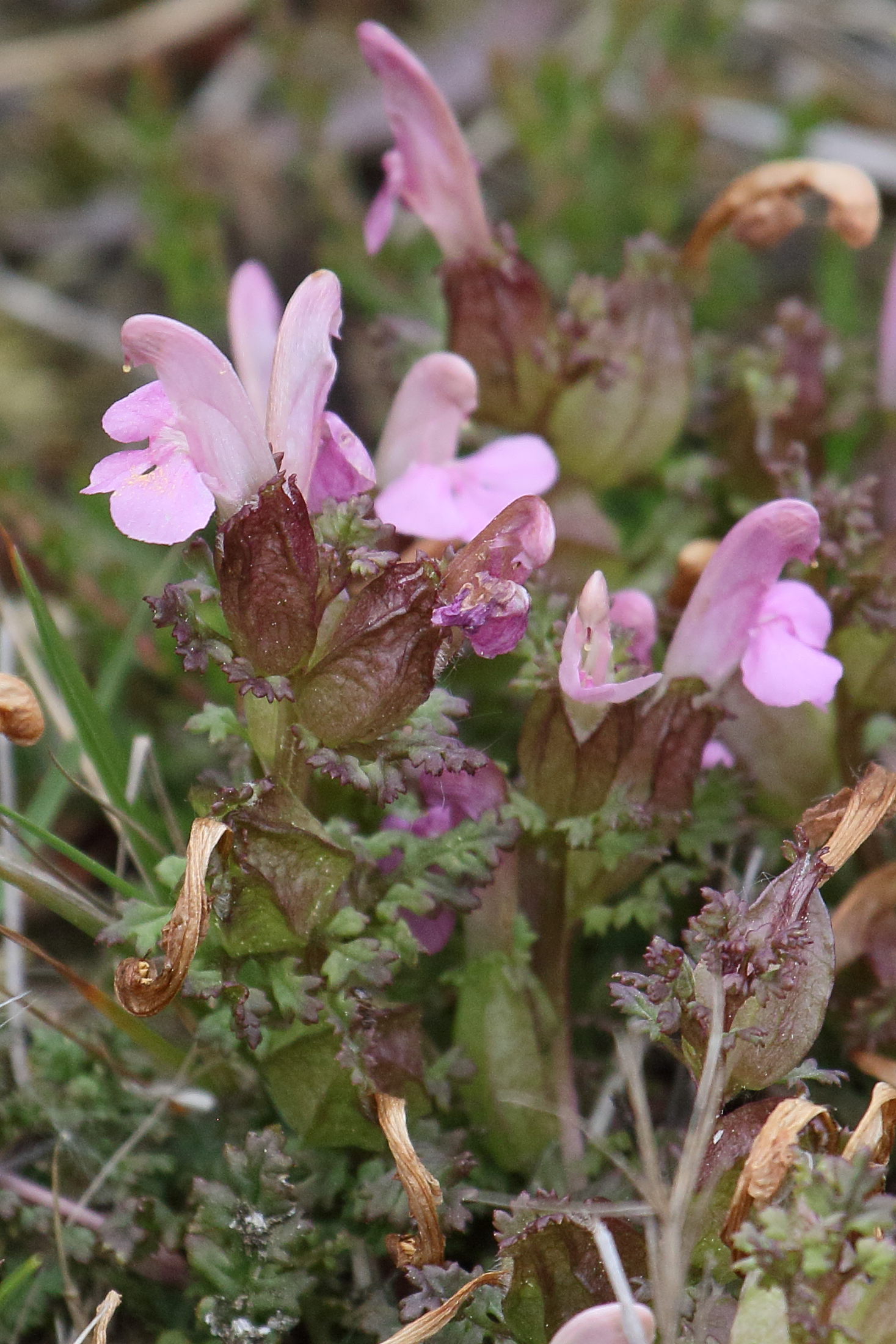 pedicularis_sylvatica4bd