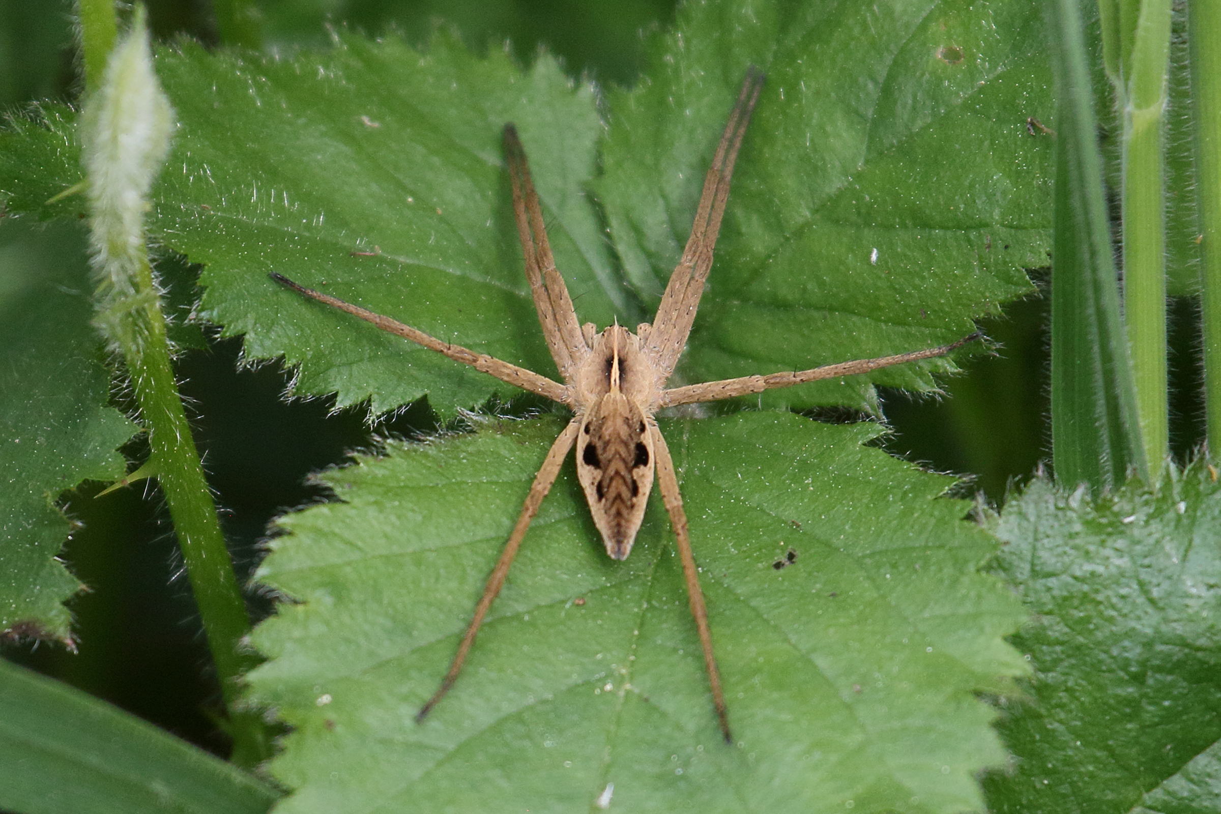 pisaura_mirabilis9bd