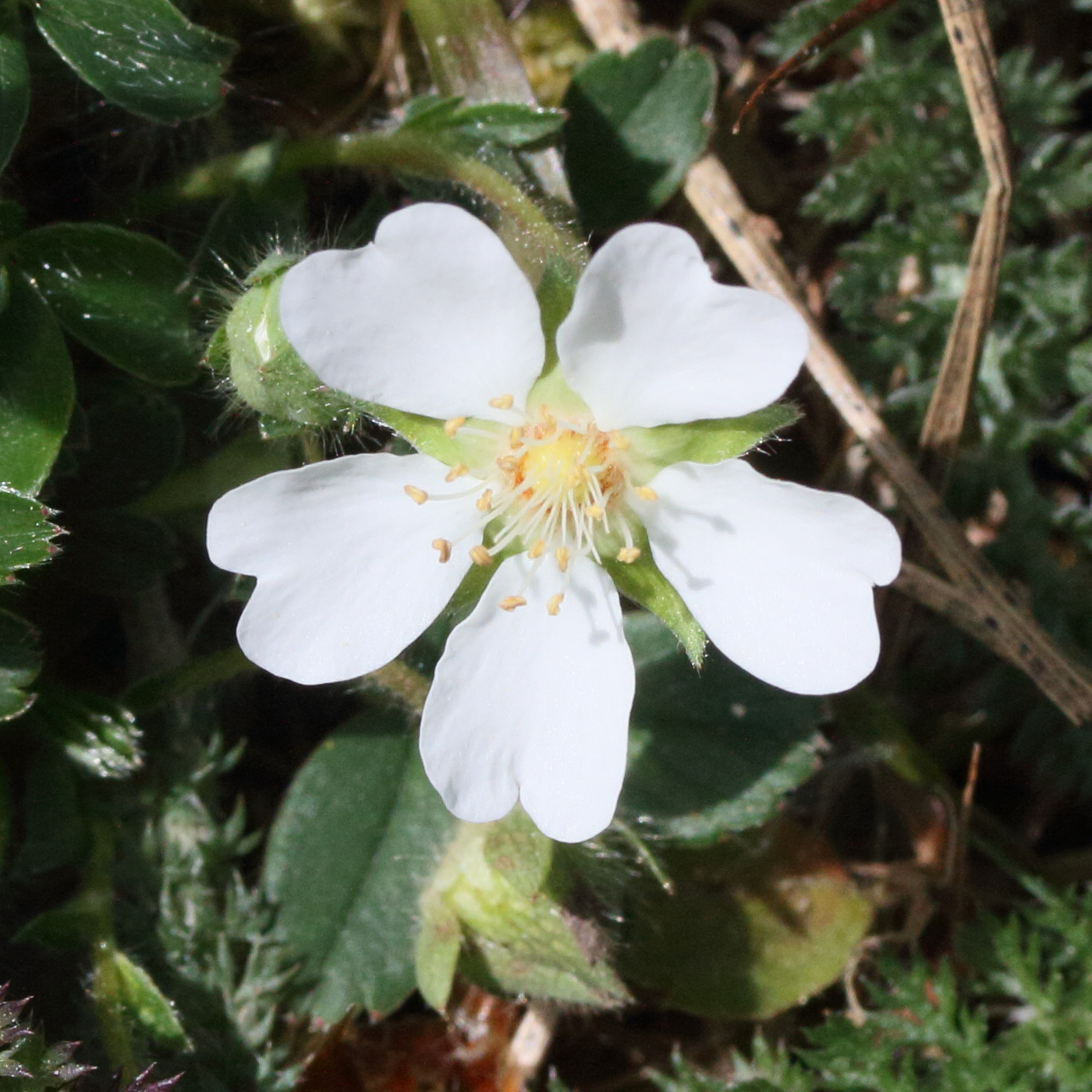 potentilla_montana2md
