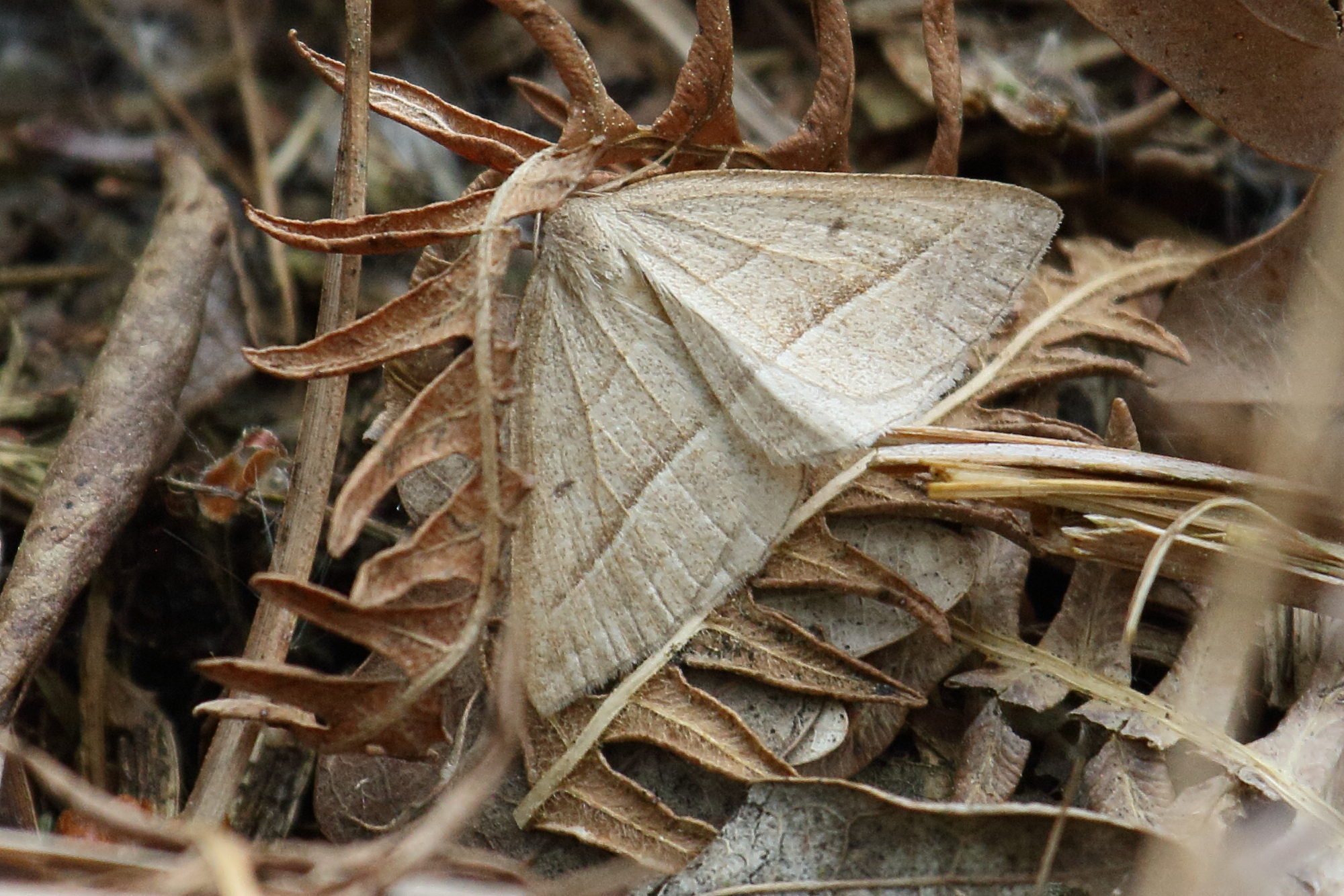 pterophora_chlorosata1bd