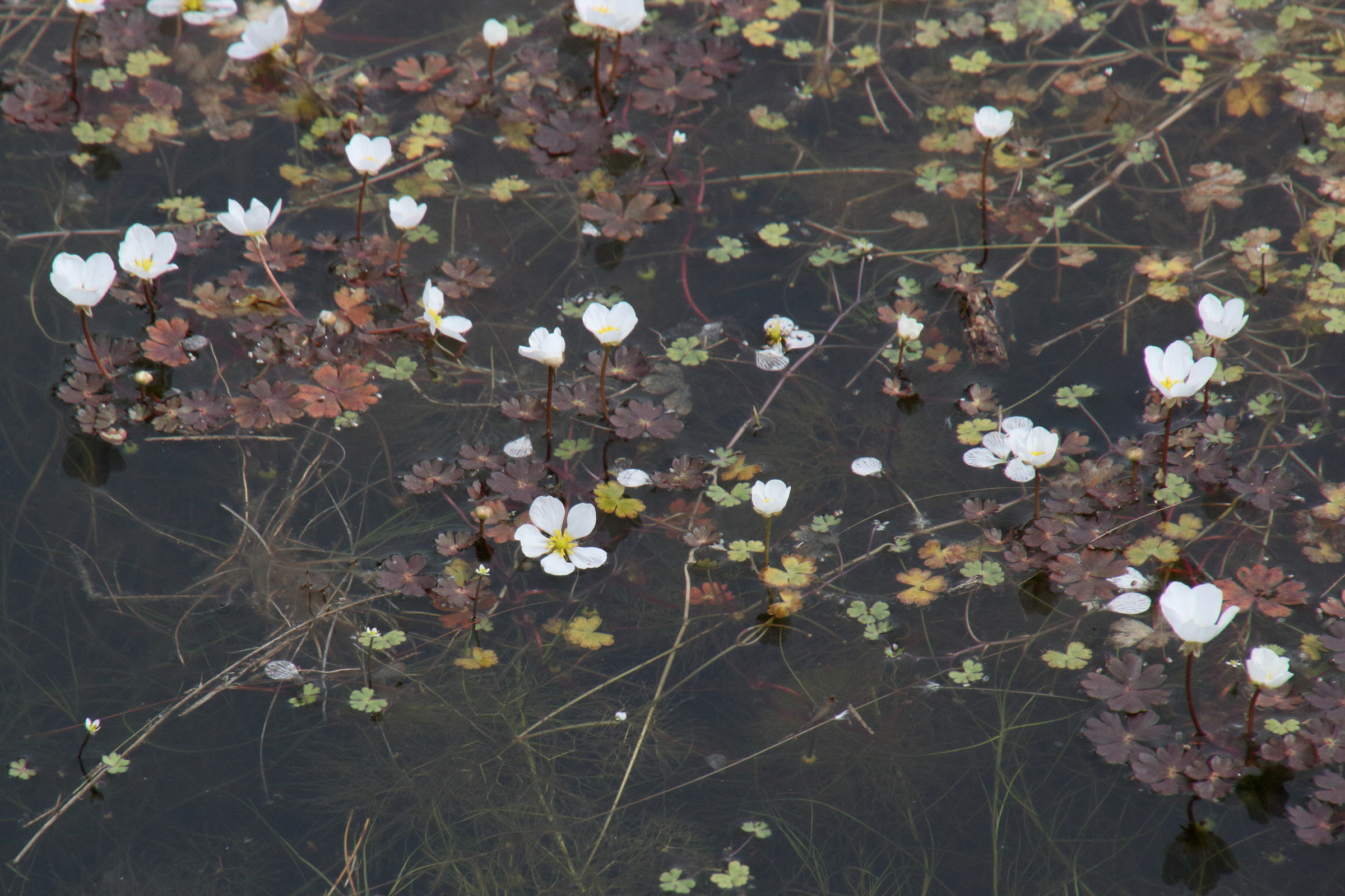 ranunculus_ololeucos1md