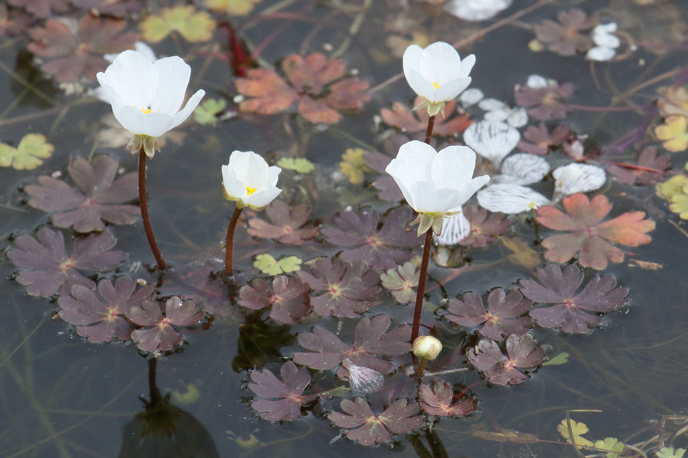 ranunculus_ololeucos2bd