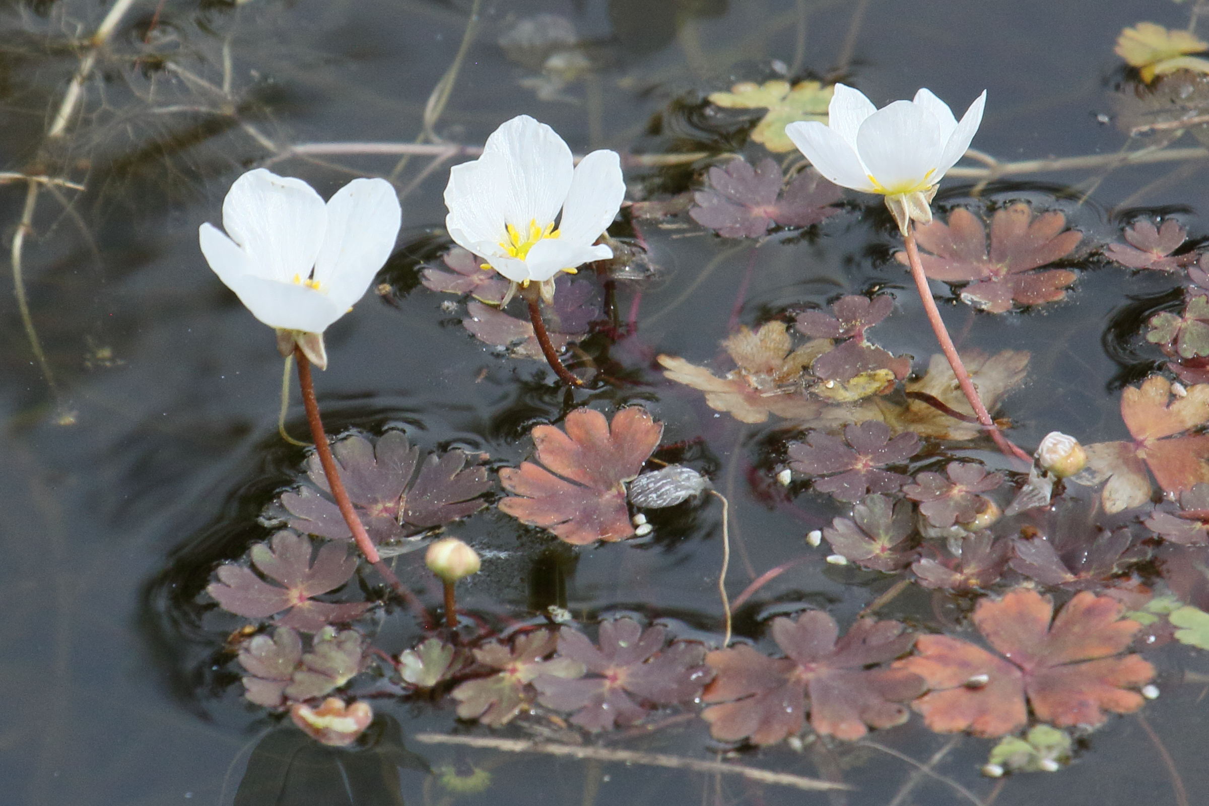 ranunculus_ololeucos3bd