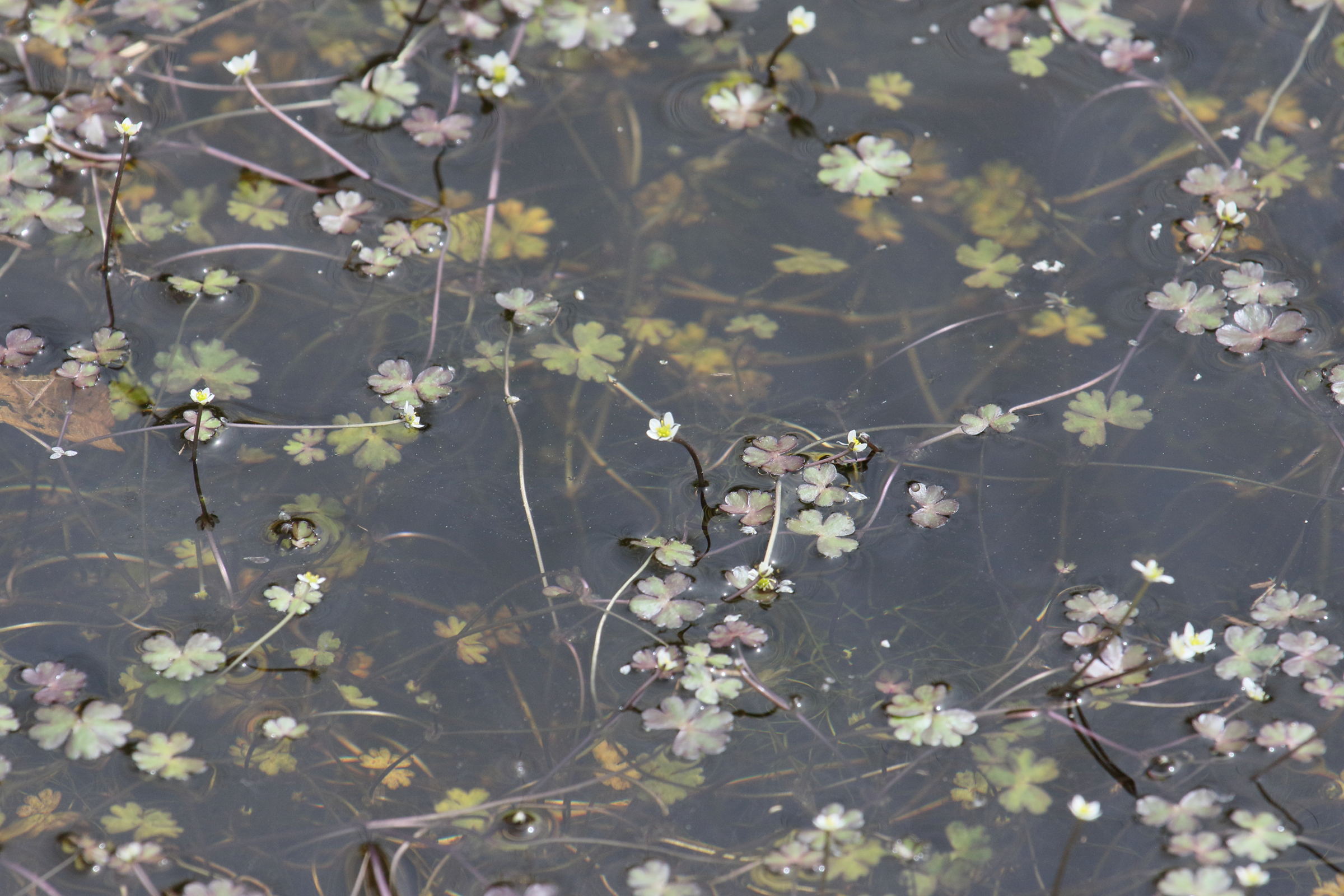 Afficher le média ranunculus_tripartitus1bd ranunculus_tripartitus1bd