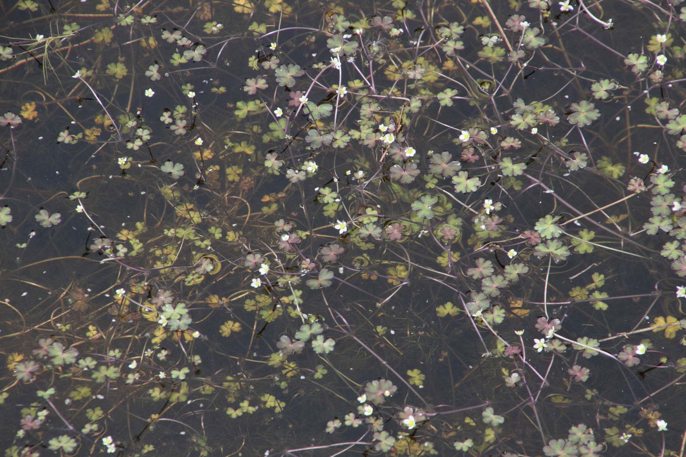 Afficher le média ranunculus_tripartitus2md ranunculus_tripartitus2md