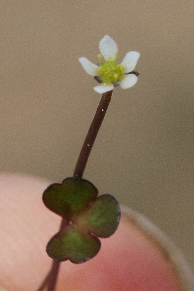 Afficher le média ranunculus_tripartitus3md ranunculus_tripartitus3md