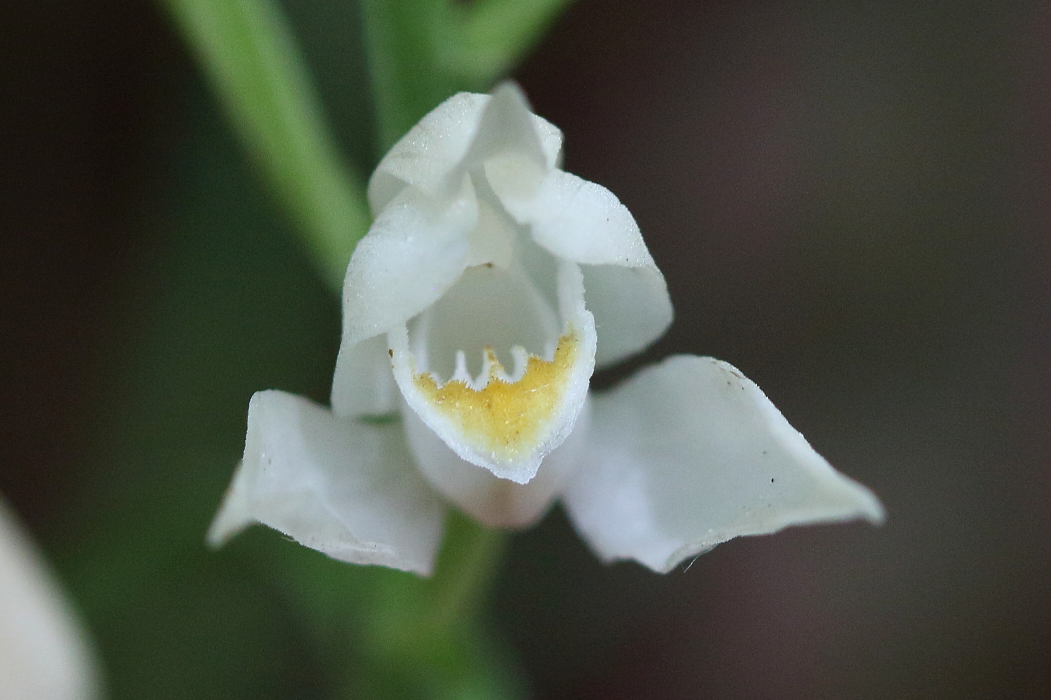 Afficher le média cephalanthera_longifolia4bd cephalanthera_longifolia4bd