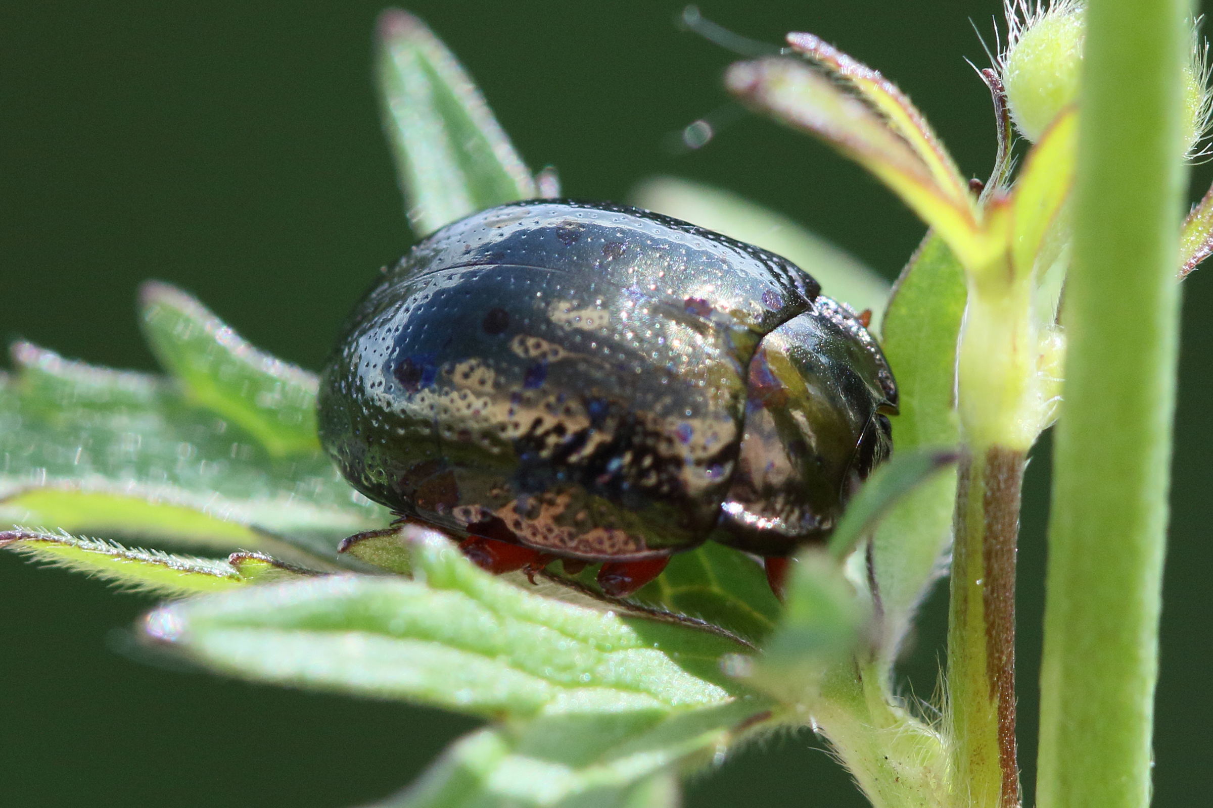 chrysolina_bankii4bd