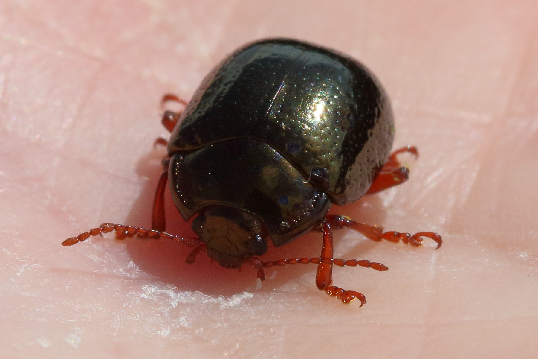 chrysolina_bankii5bd