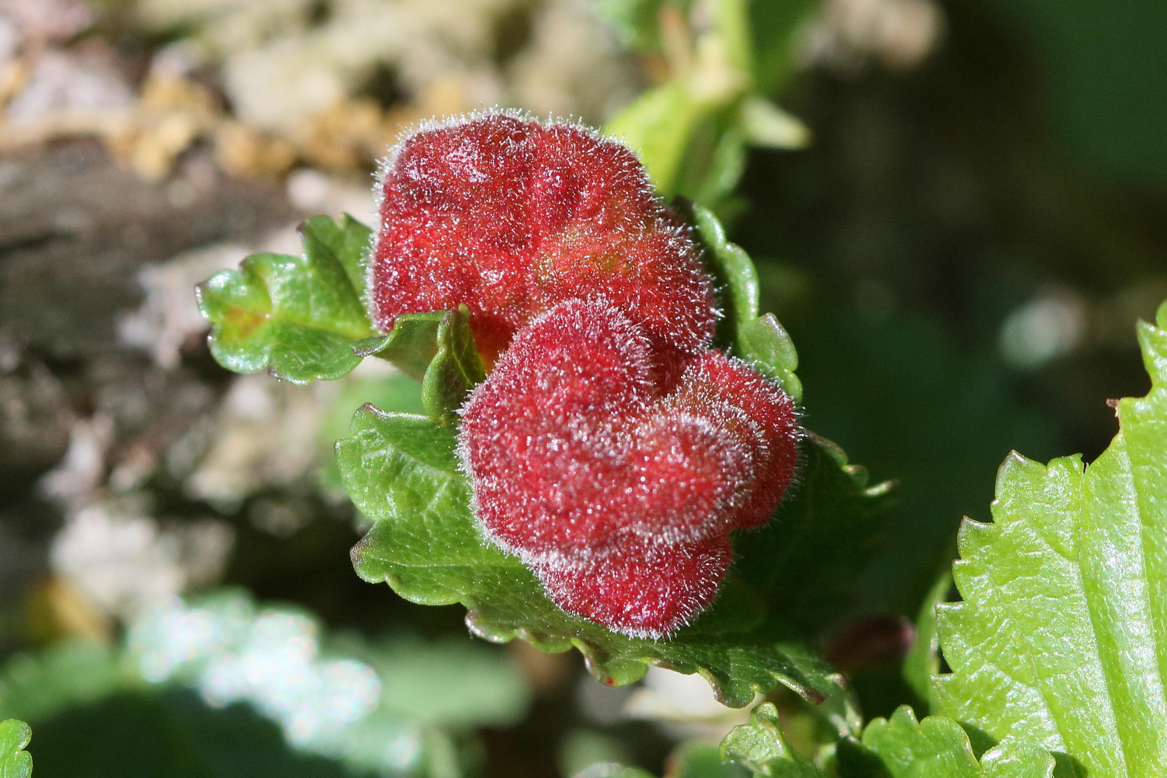 eriosoma_lanuginosum_galle4bd