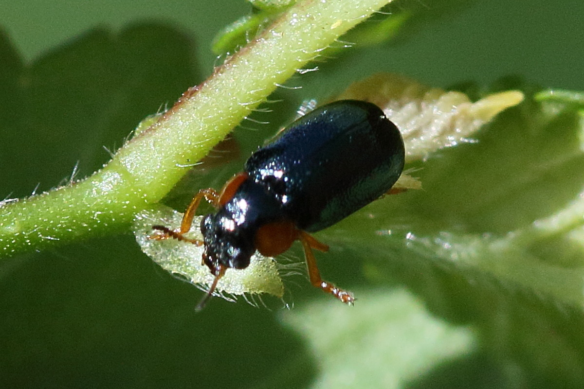 smaragdina_aurita1bd