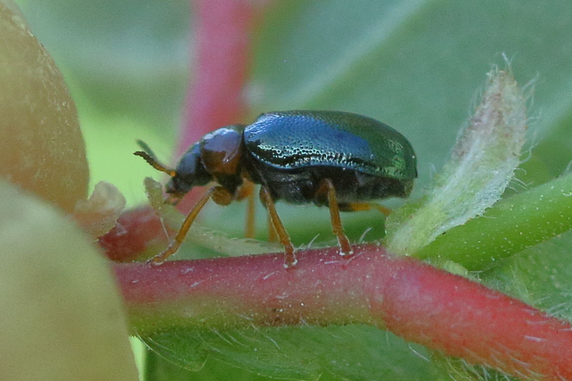 smaragdina_aurita2bd