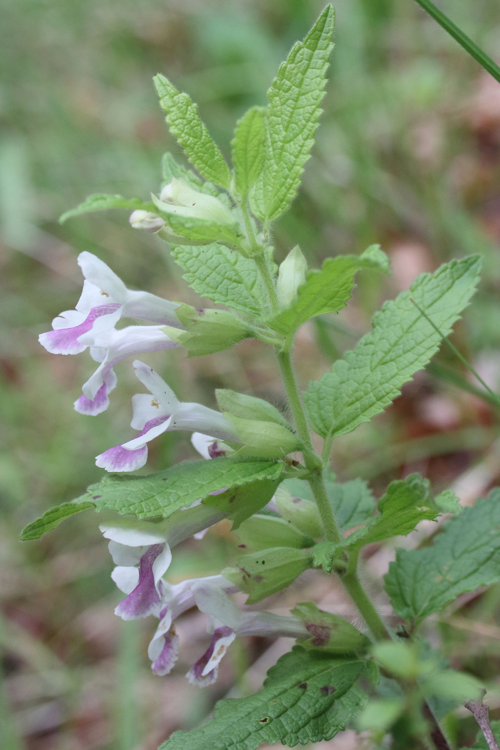 Afficher le média melittis_melissophyllum5md melittis_melissophyllum5md