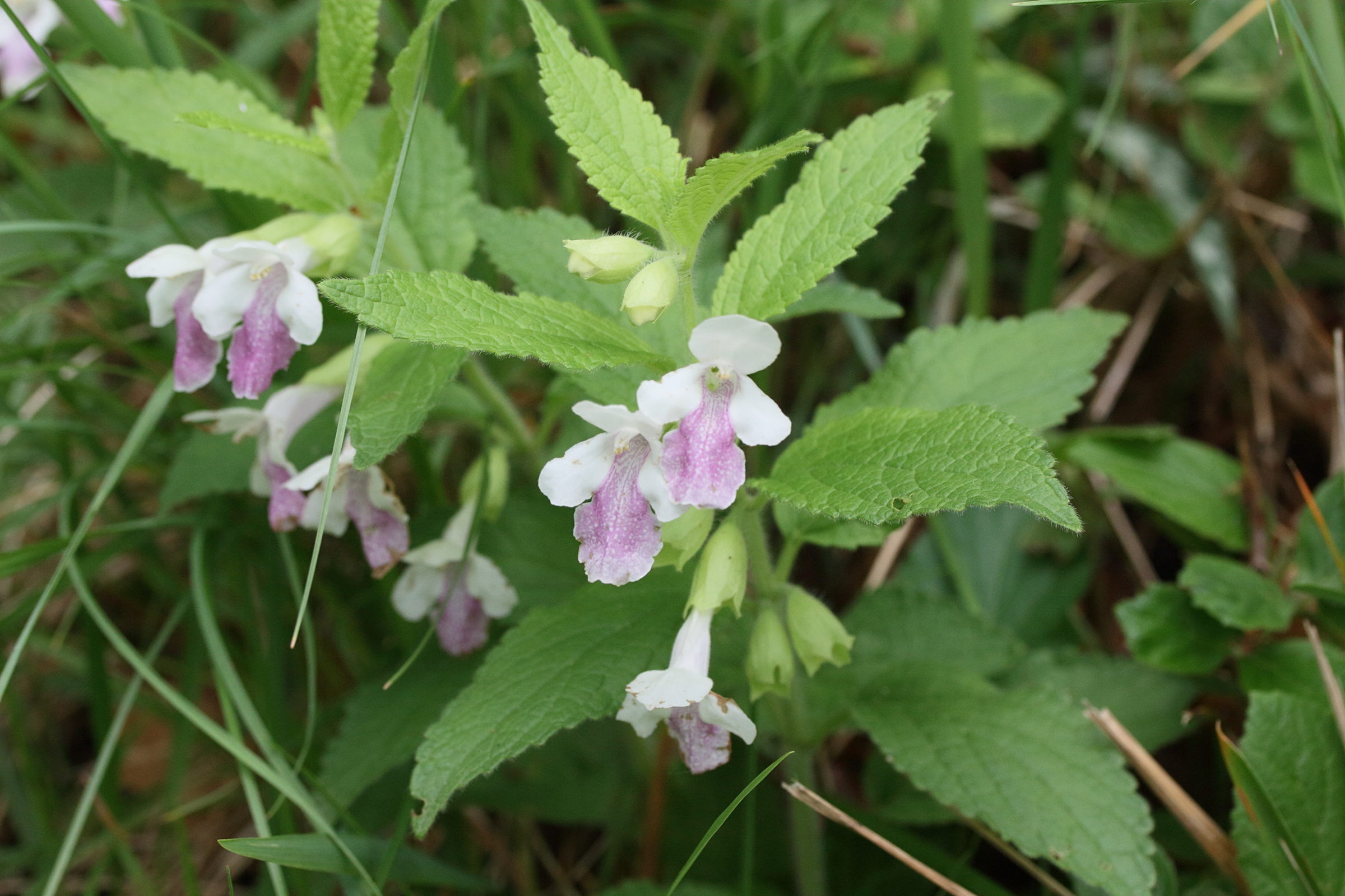 Afficher le média melittis_melissophyllum6md melittis_melissophyllum6md