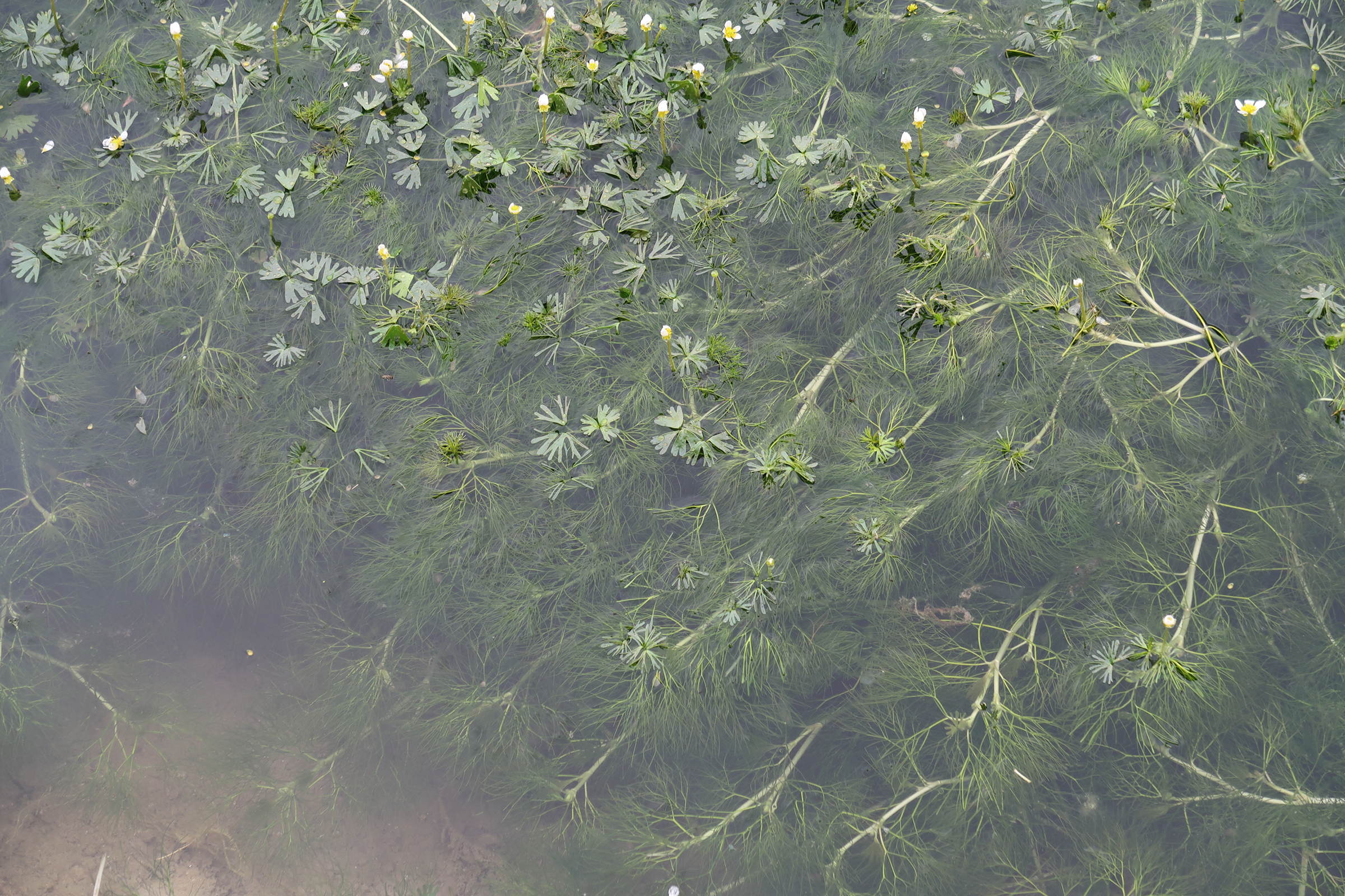 ranunculus_aquatilis4md