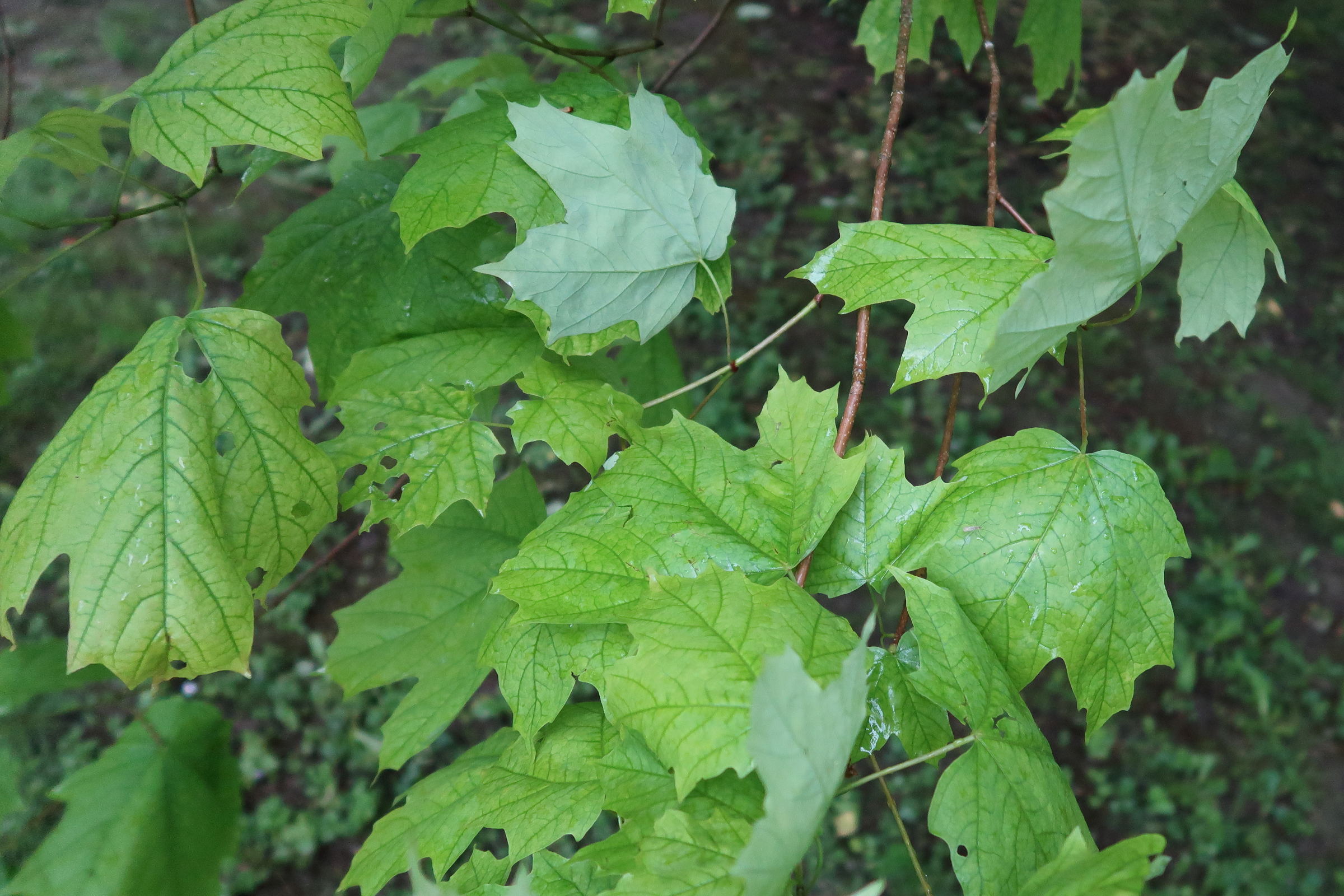 acer_saccharum4md