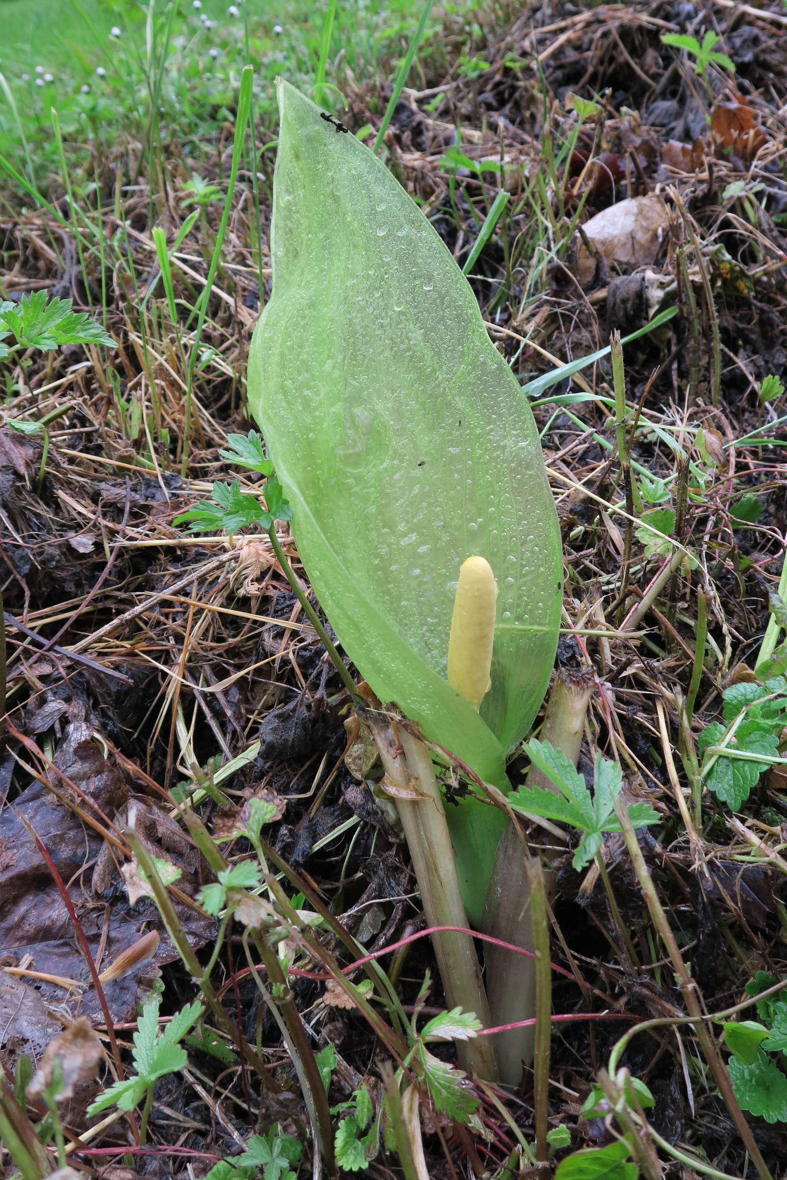 arum_italicum5bd