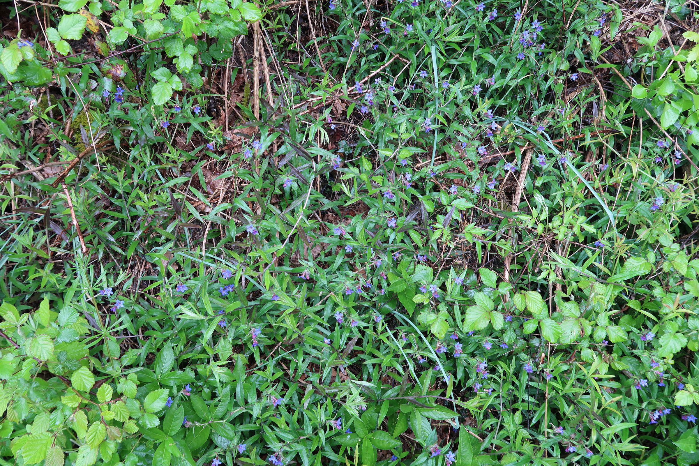 Afficher le média buglossoides_purpurocaerulea5md buglossoides_purpurocaerulea5md