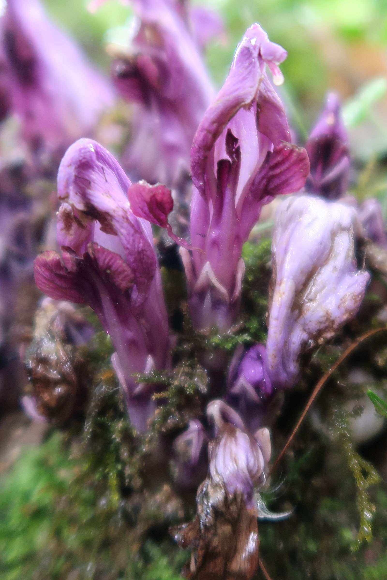 Afficher le média lathraea_clandestina3md lathraea_clandestina3md