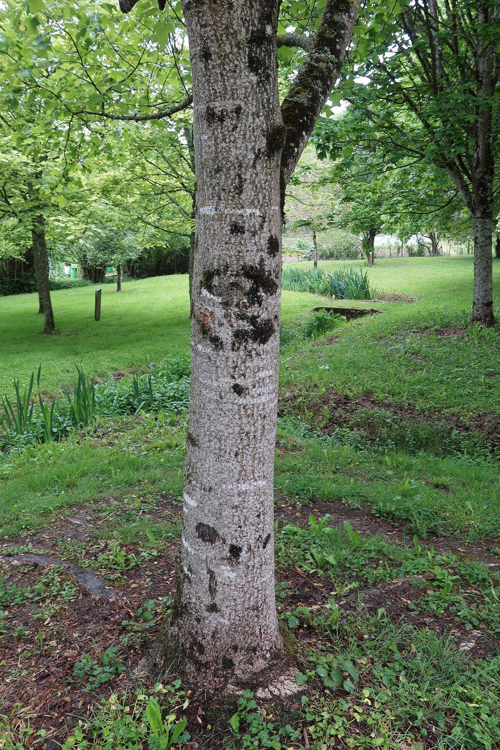 Afficher le média liriodendron_chinense3md liriodendron_chinense3md