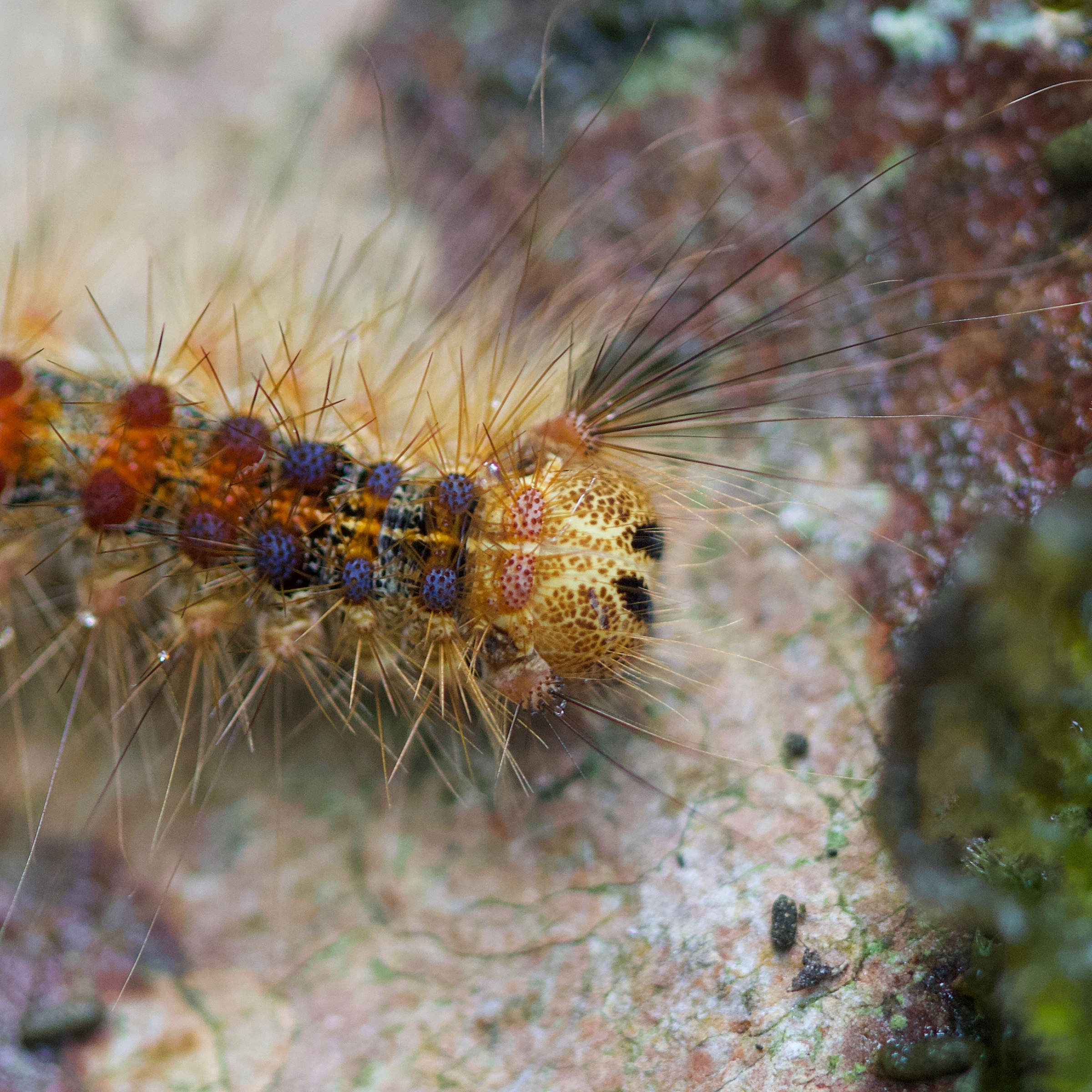 lymantria_dispar_ch10md