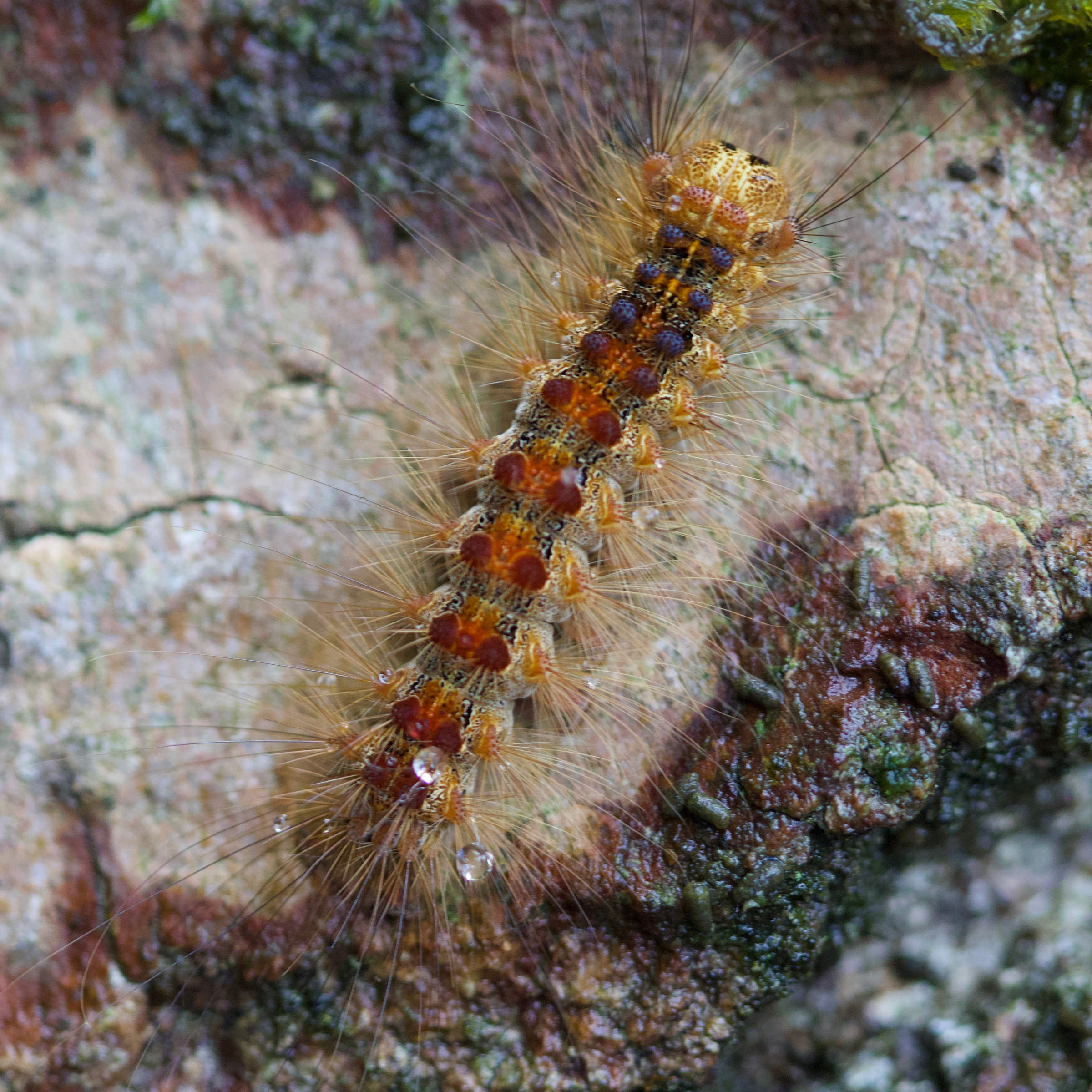 lymantria_dispar_ch9md