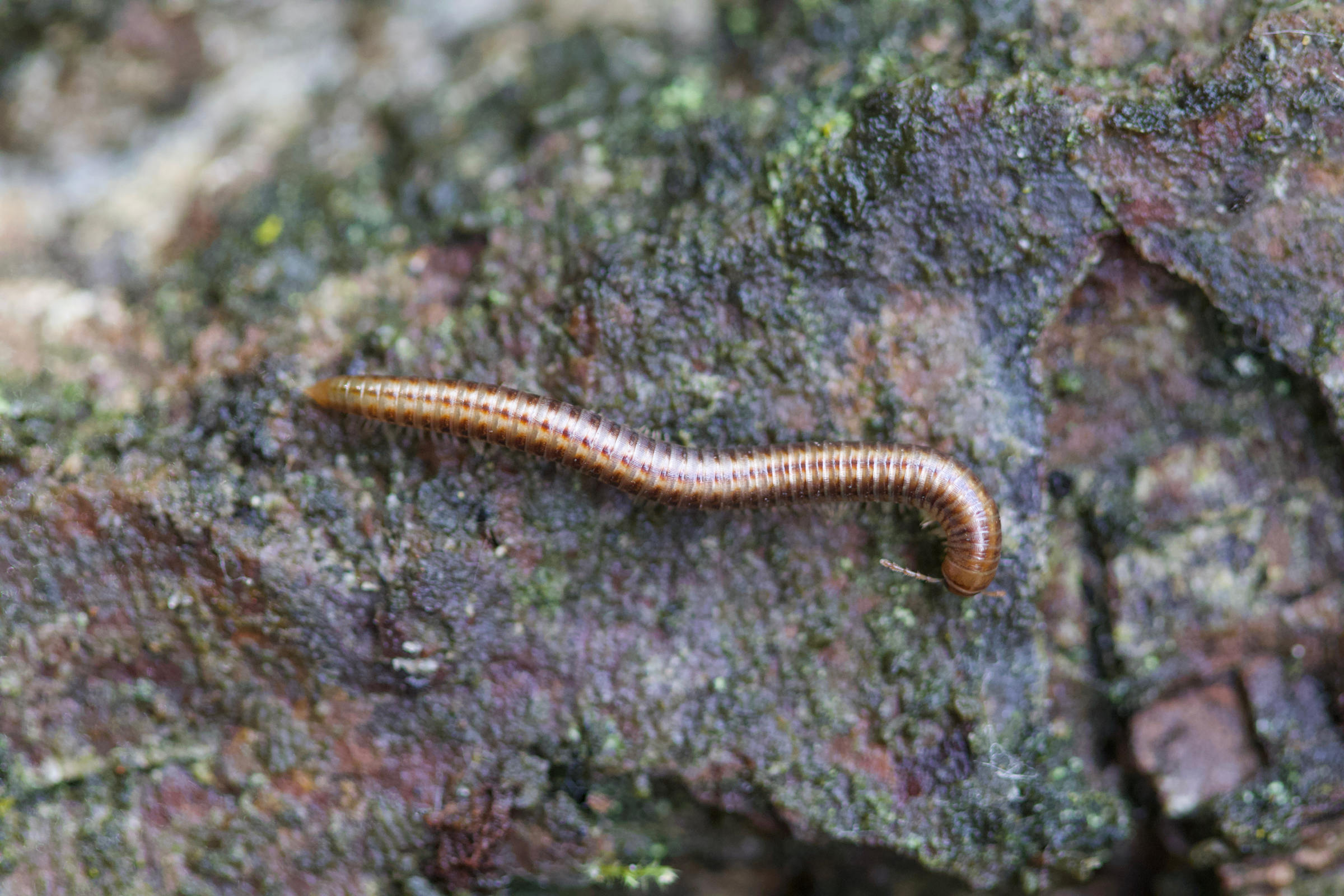 ommatoiulus_sabulosus3md