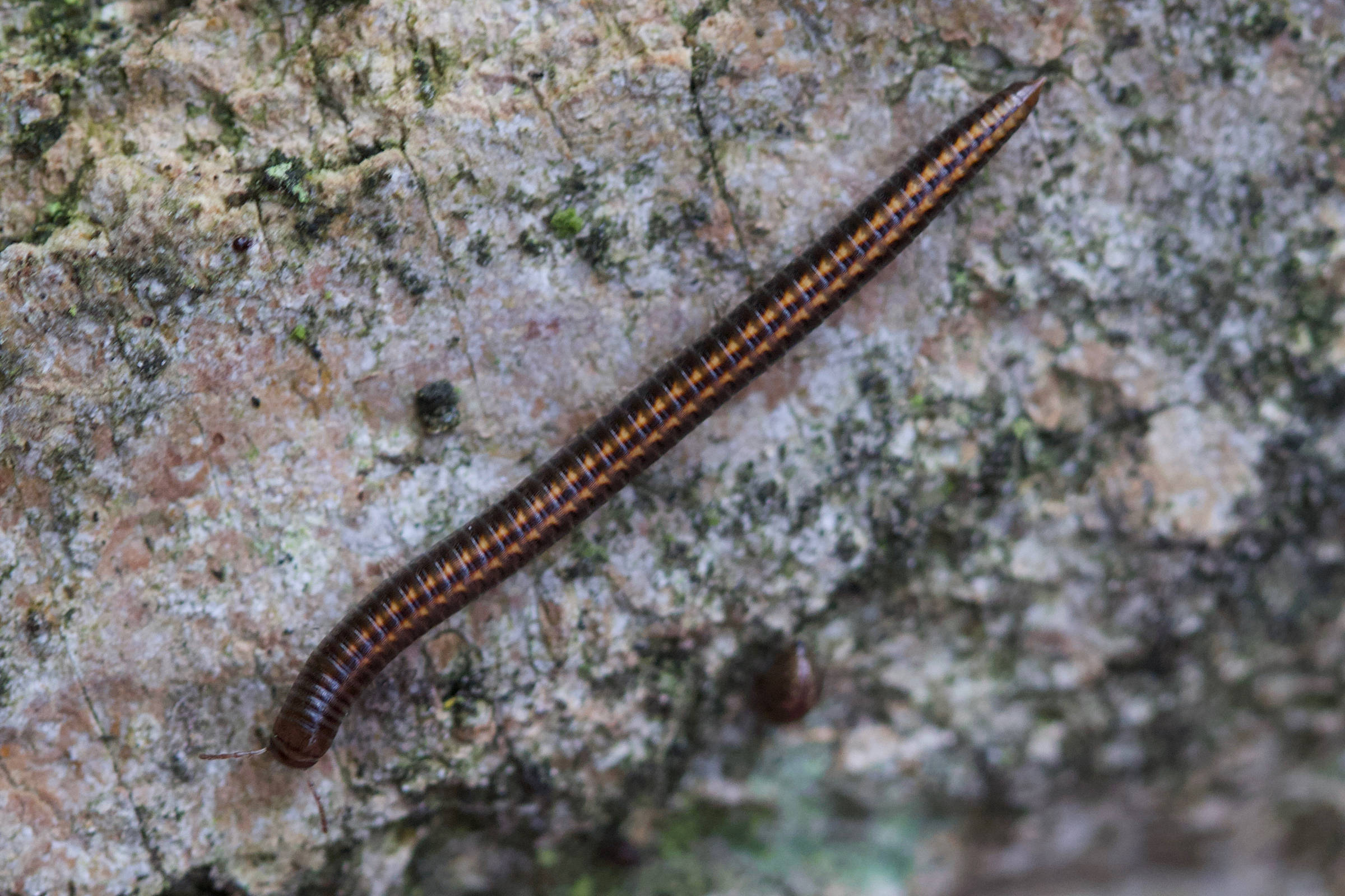 ommatoiulus_sabulosus4md