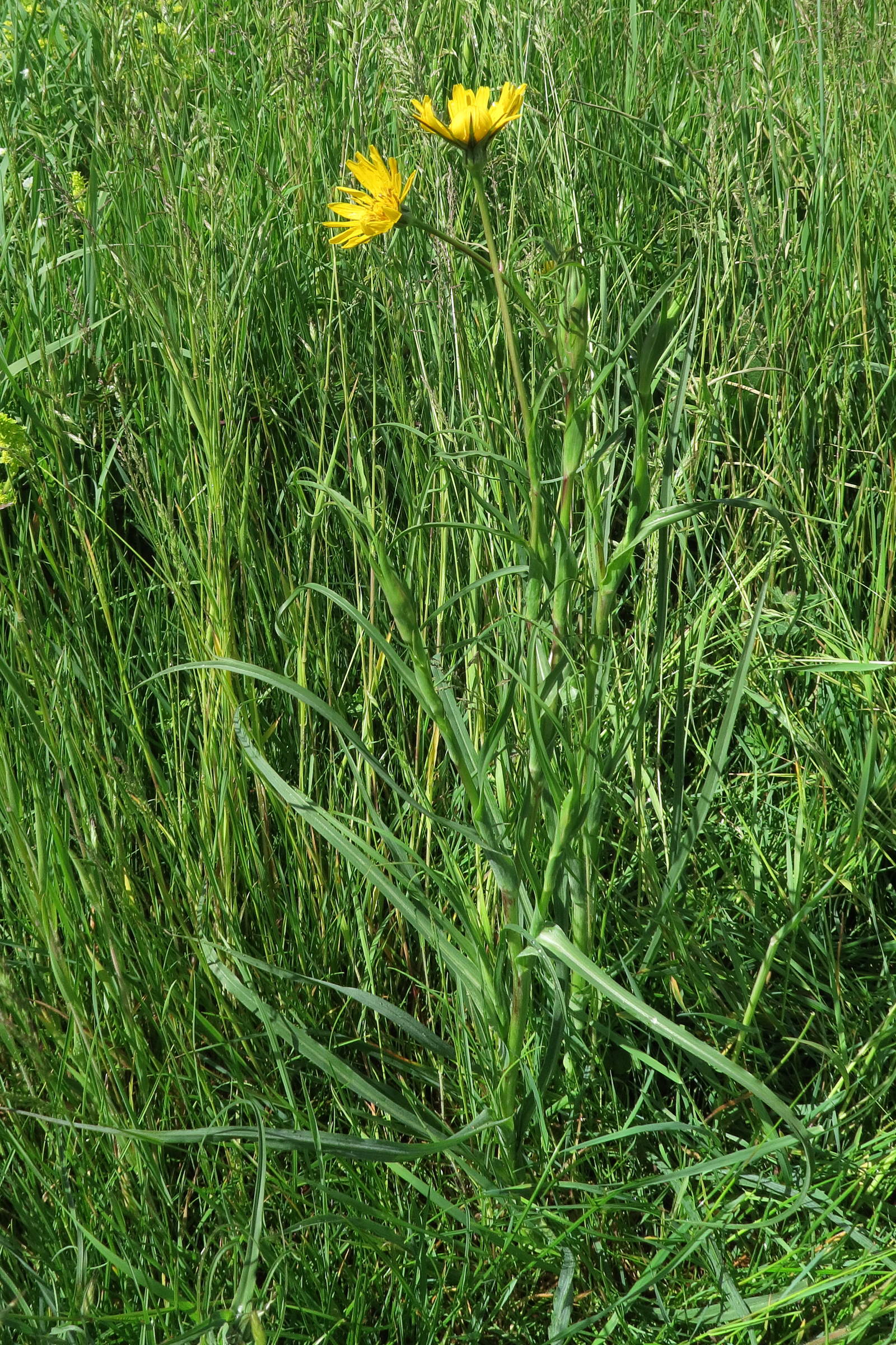 Afficher le média tragopogon_pratensis_pratensis6bd tragopogon_pratensis_pratensis6bd