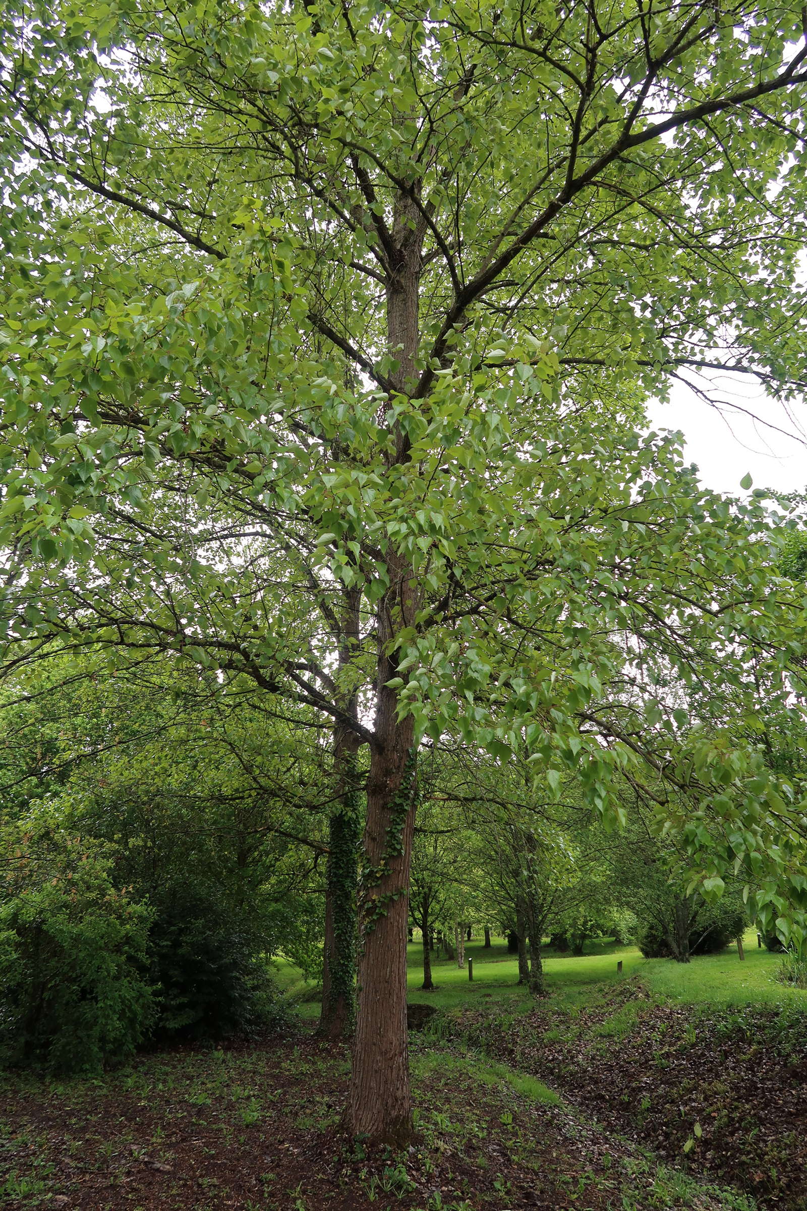 populus_yunnanensis1md