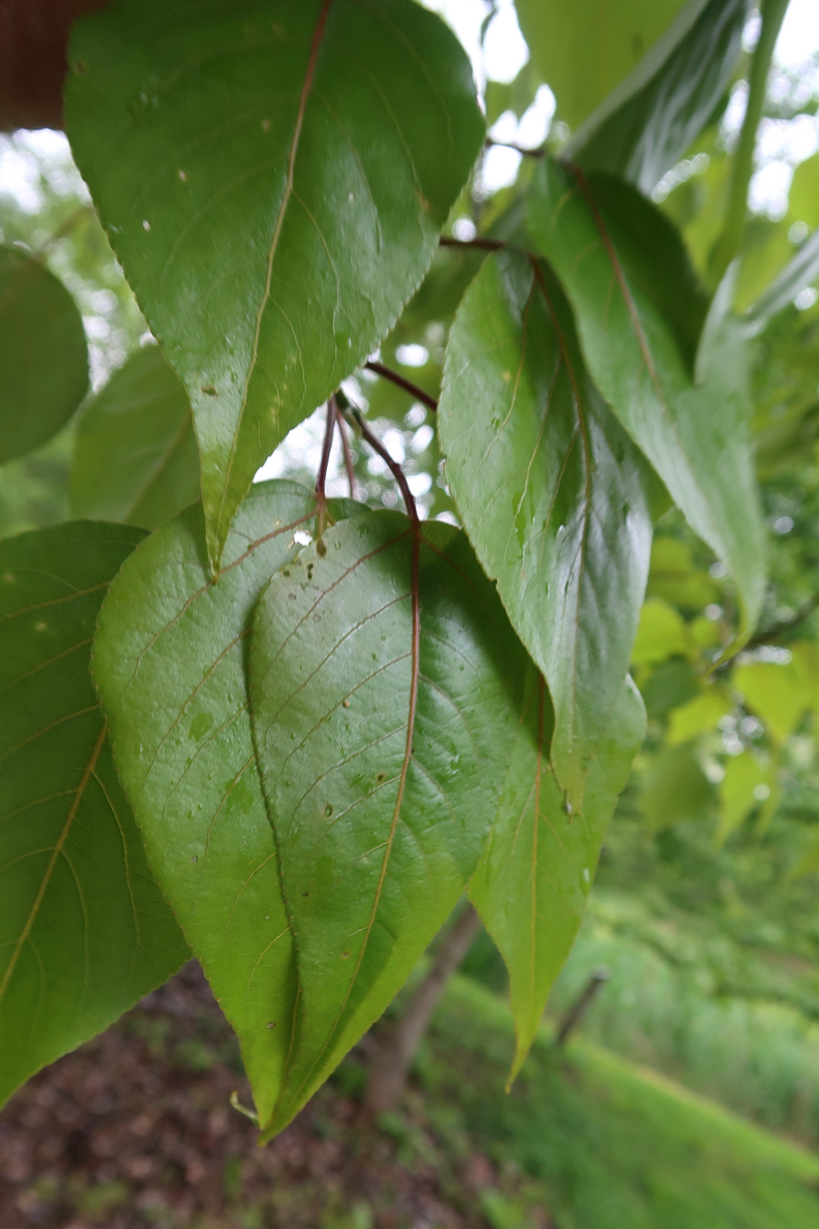 populus_yunnanensis2md