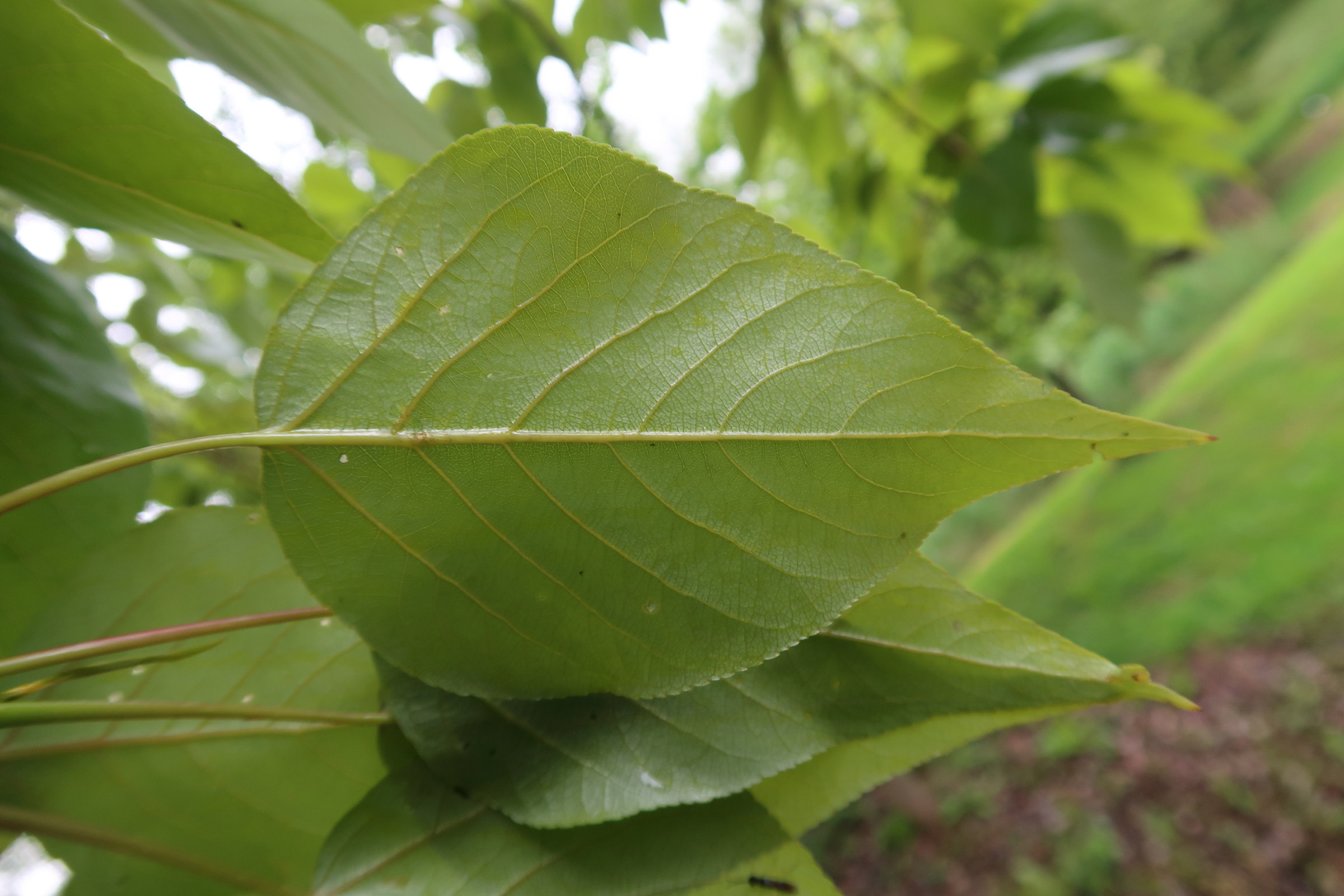populus_yunnanensis3md