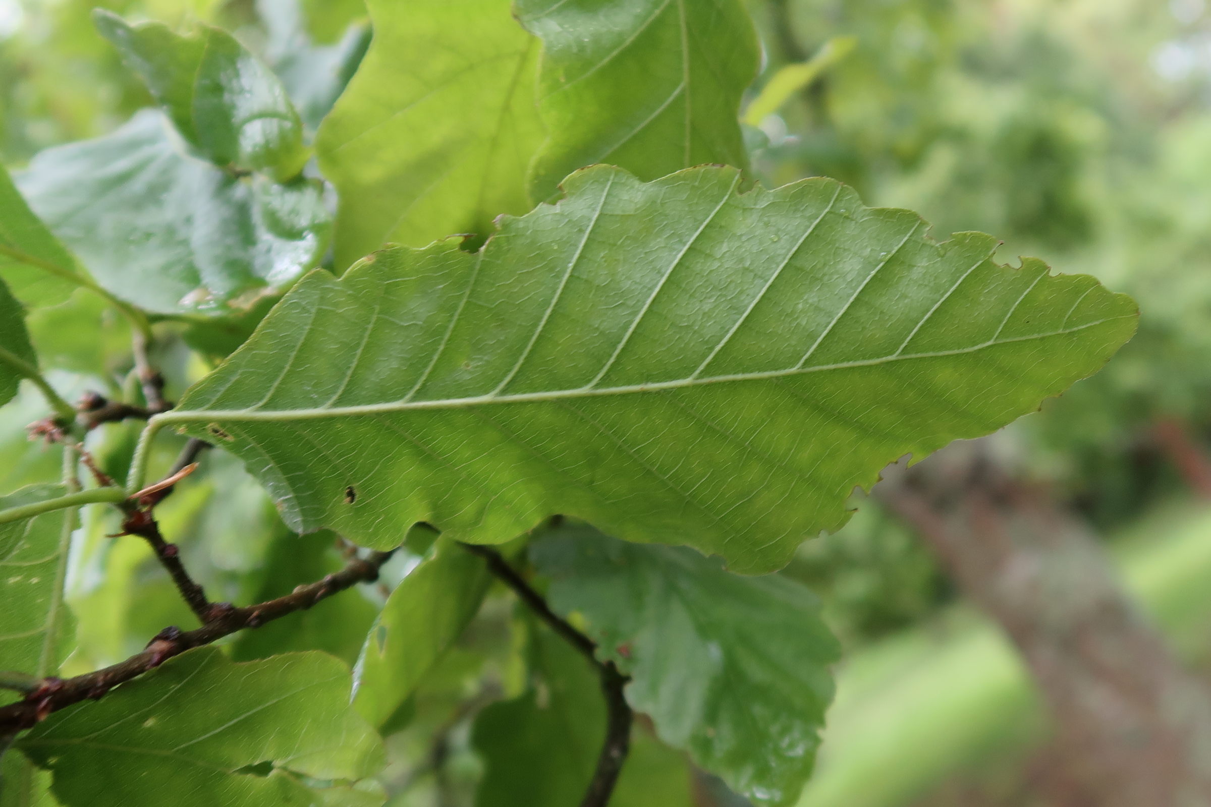 quercus_castaneifolia2md