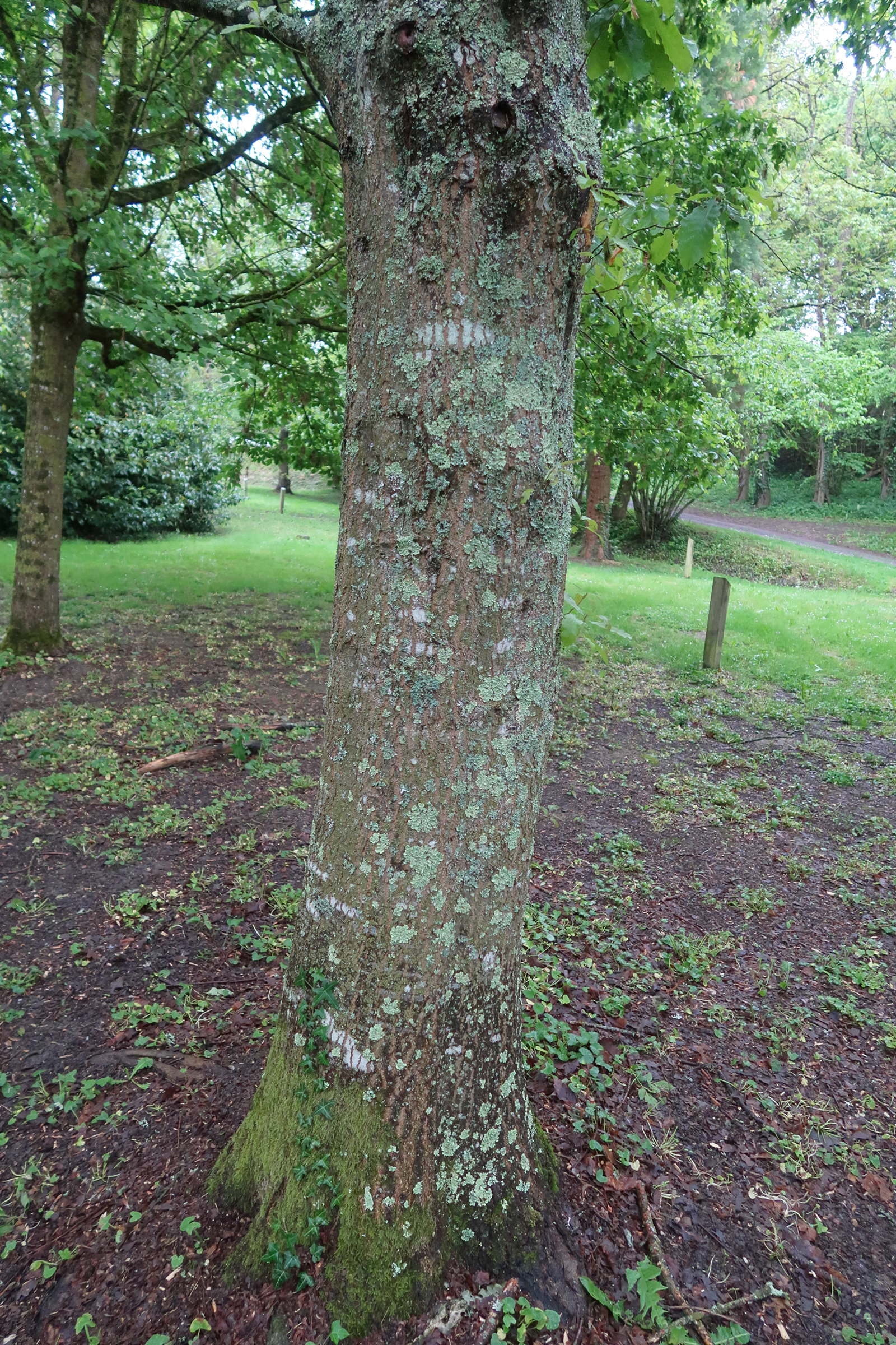 quercus_castaneifolia3md