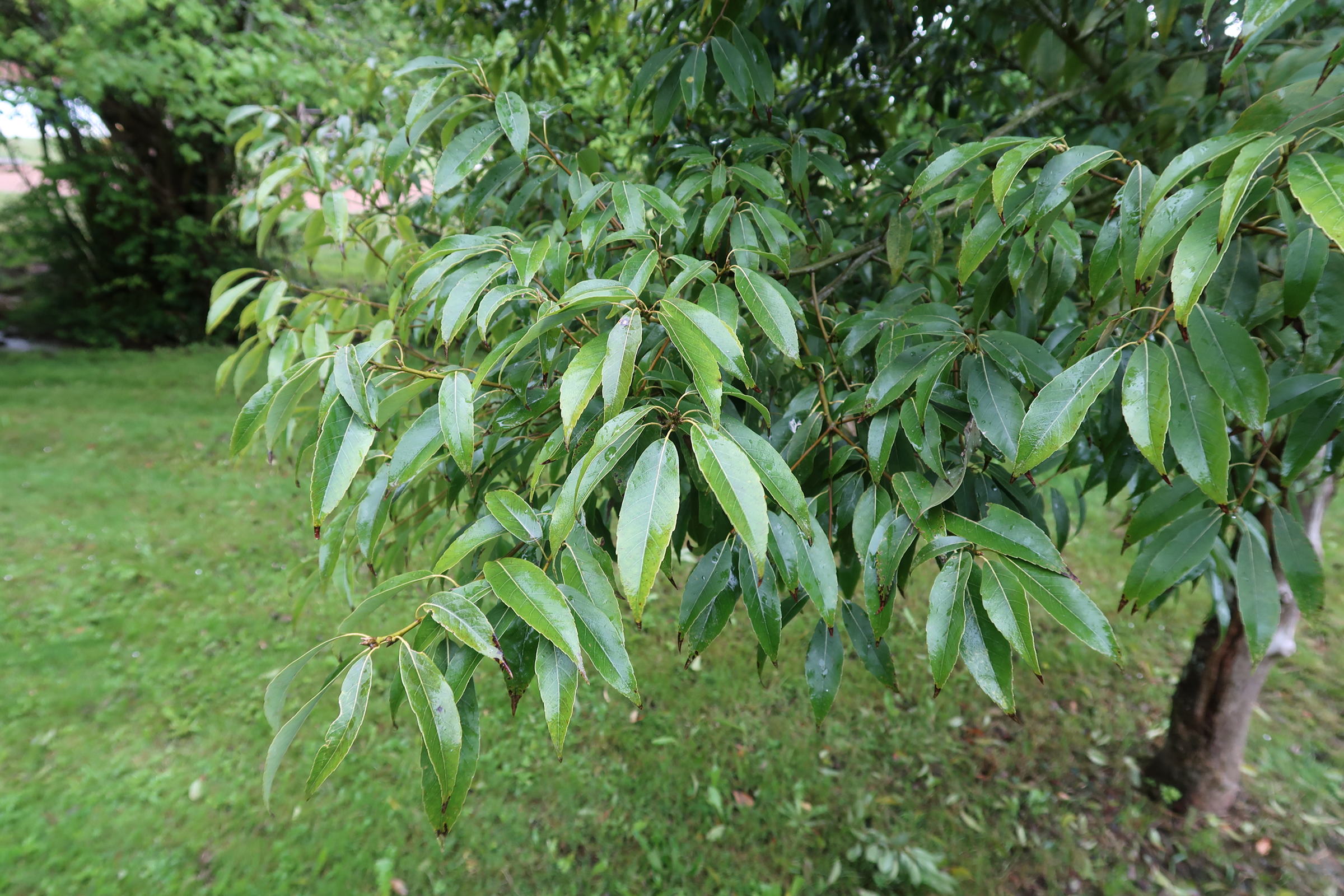 Afficher le média quercus_myrsinifolia1md quercus_myrsinifolia1md