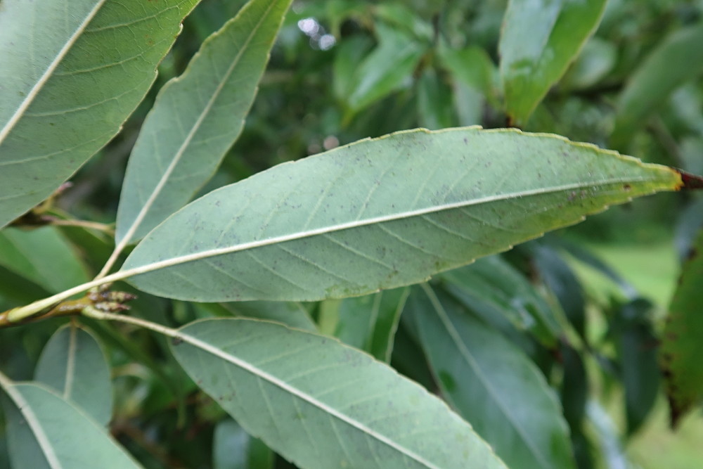 Afficher le média quercus_myrsinifolia2md quercus_myrsinifolia2md