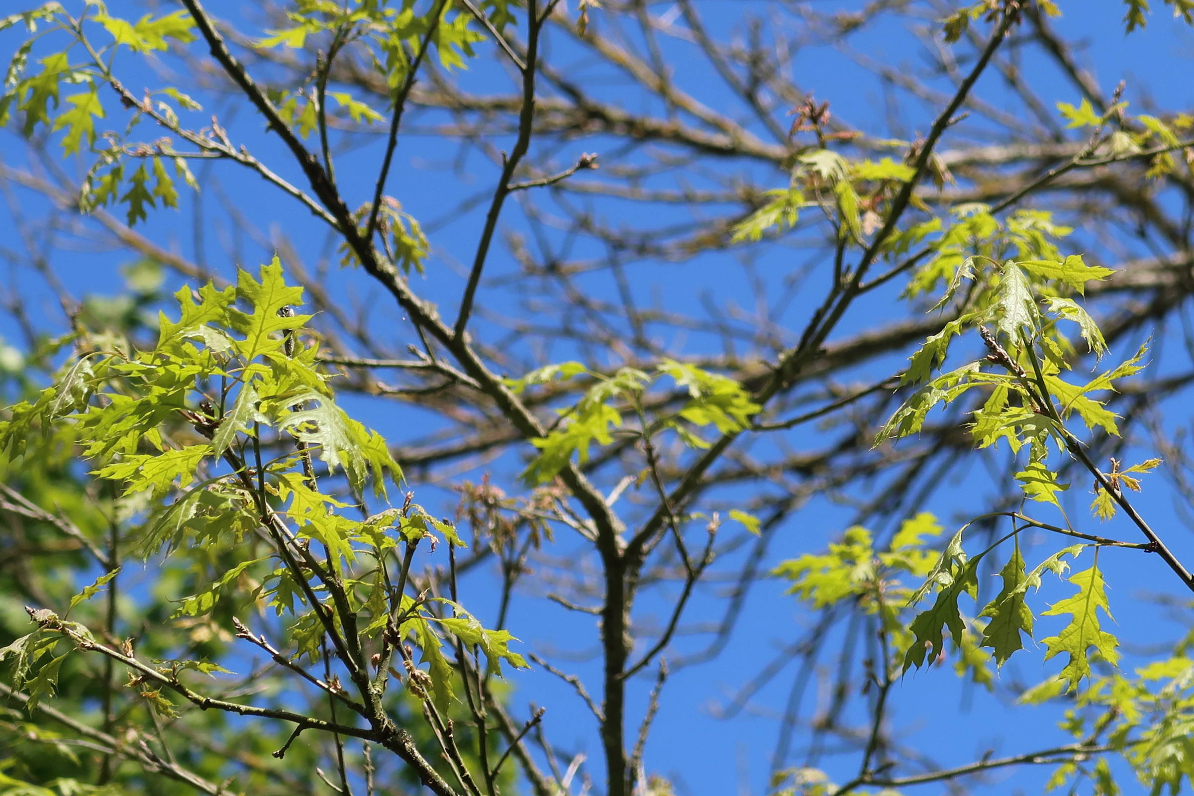 Afficher le média quercus_texana1md quercus_texana1md