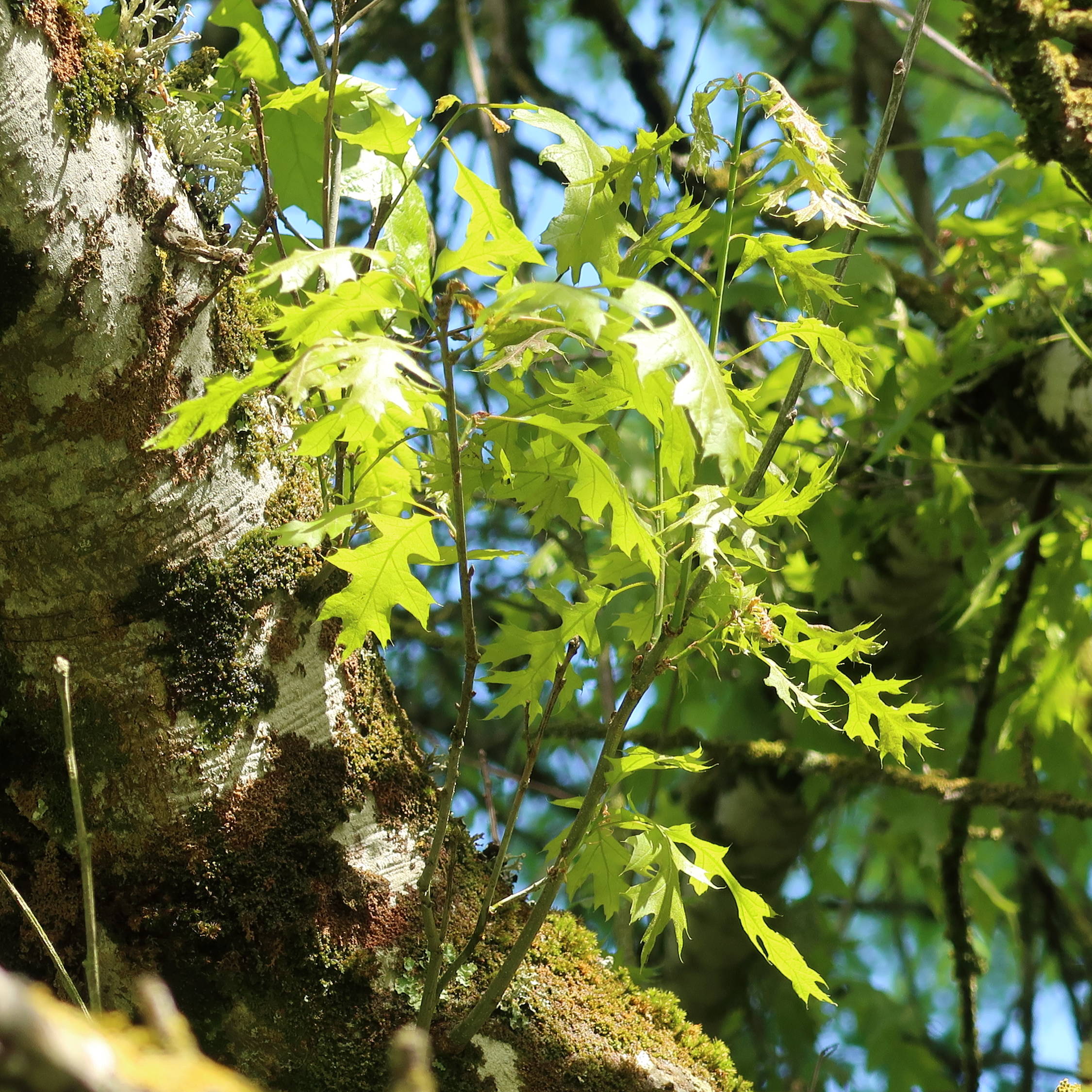 Afficher le média quercus_texana2md quercus_texana2md